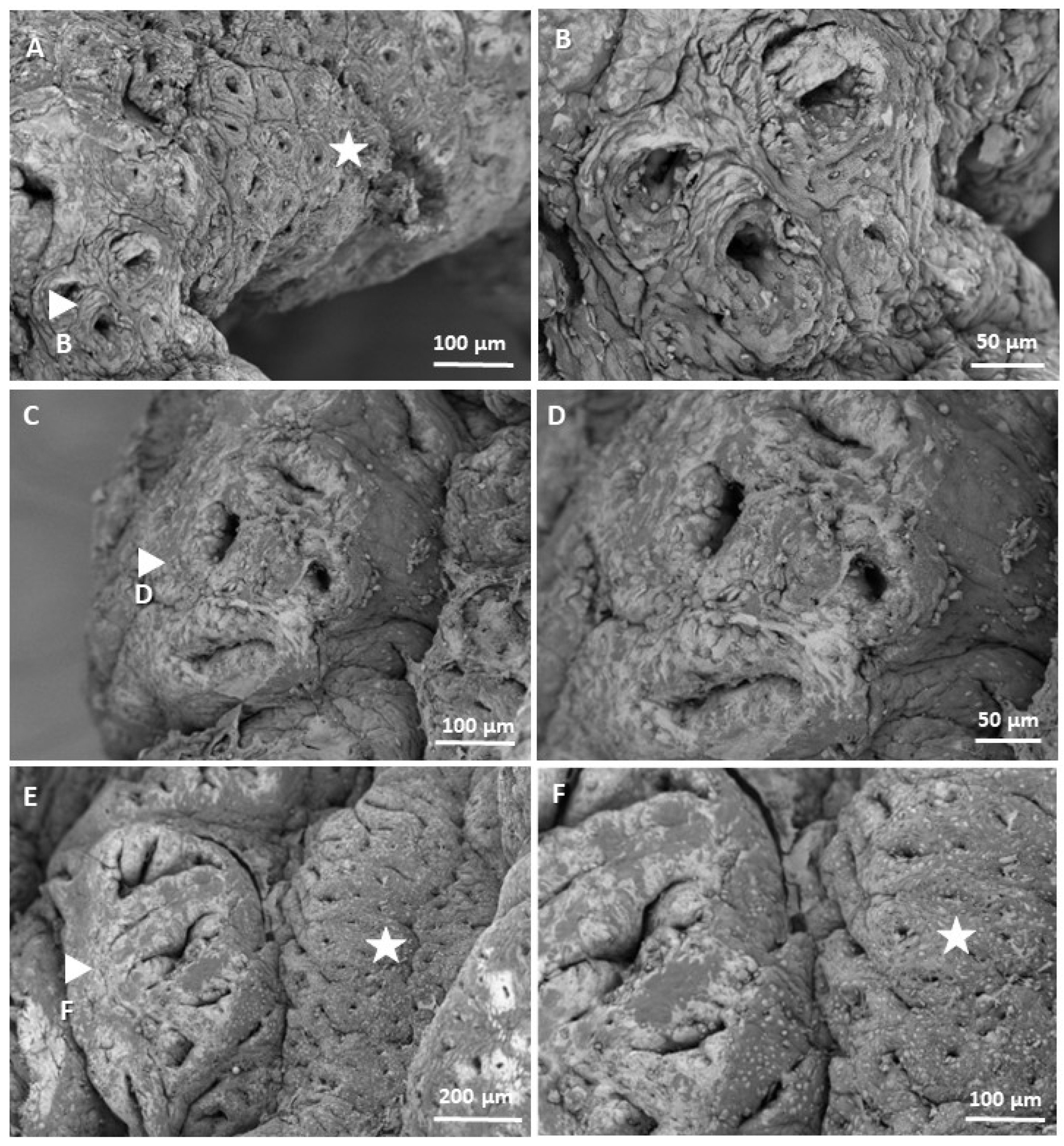 Biomedicines 13 00939 g004