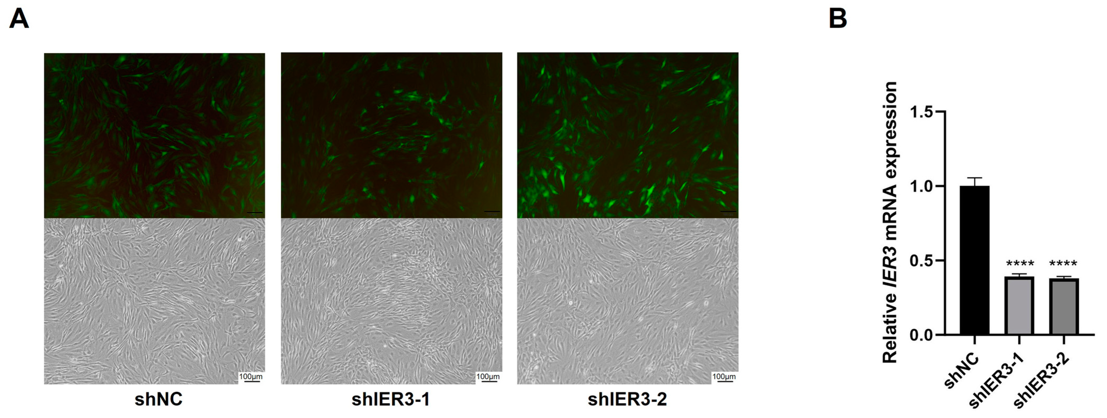 Biomedicines 13 00947 g002