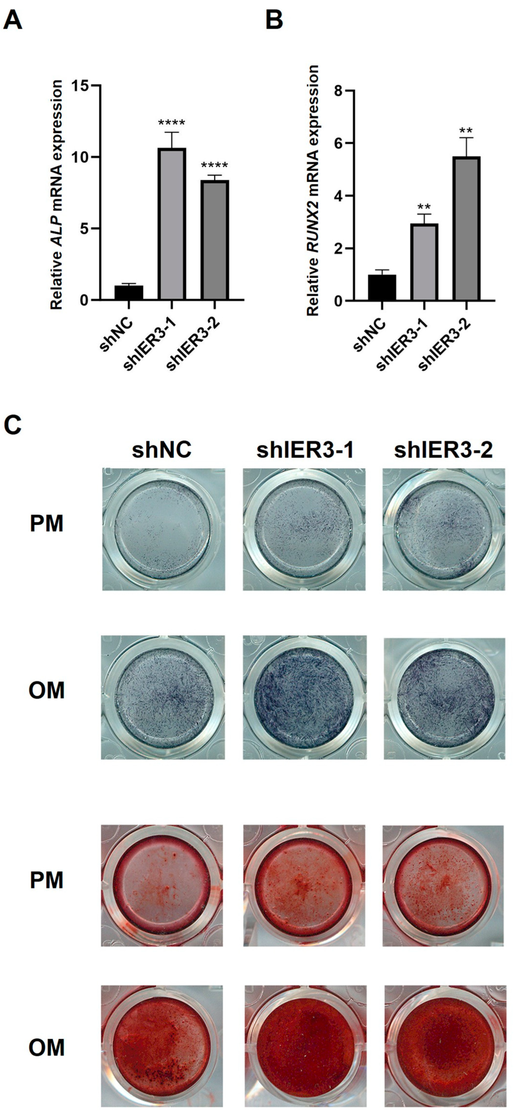 Biomedicines 13 00947 g003