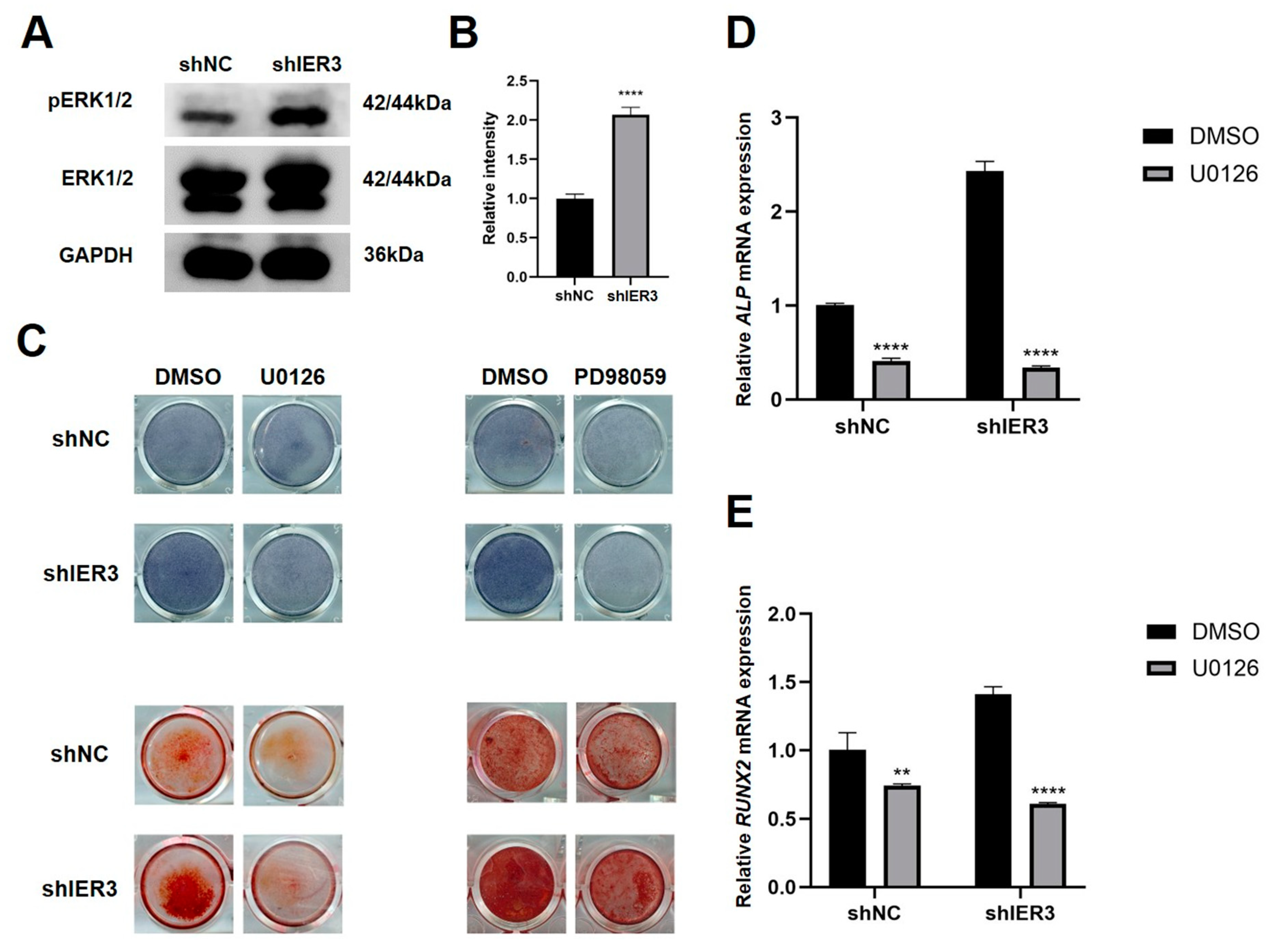 Biomedicines 13 00947 g005