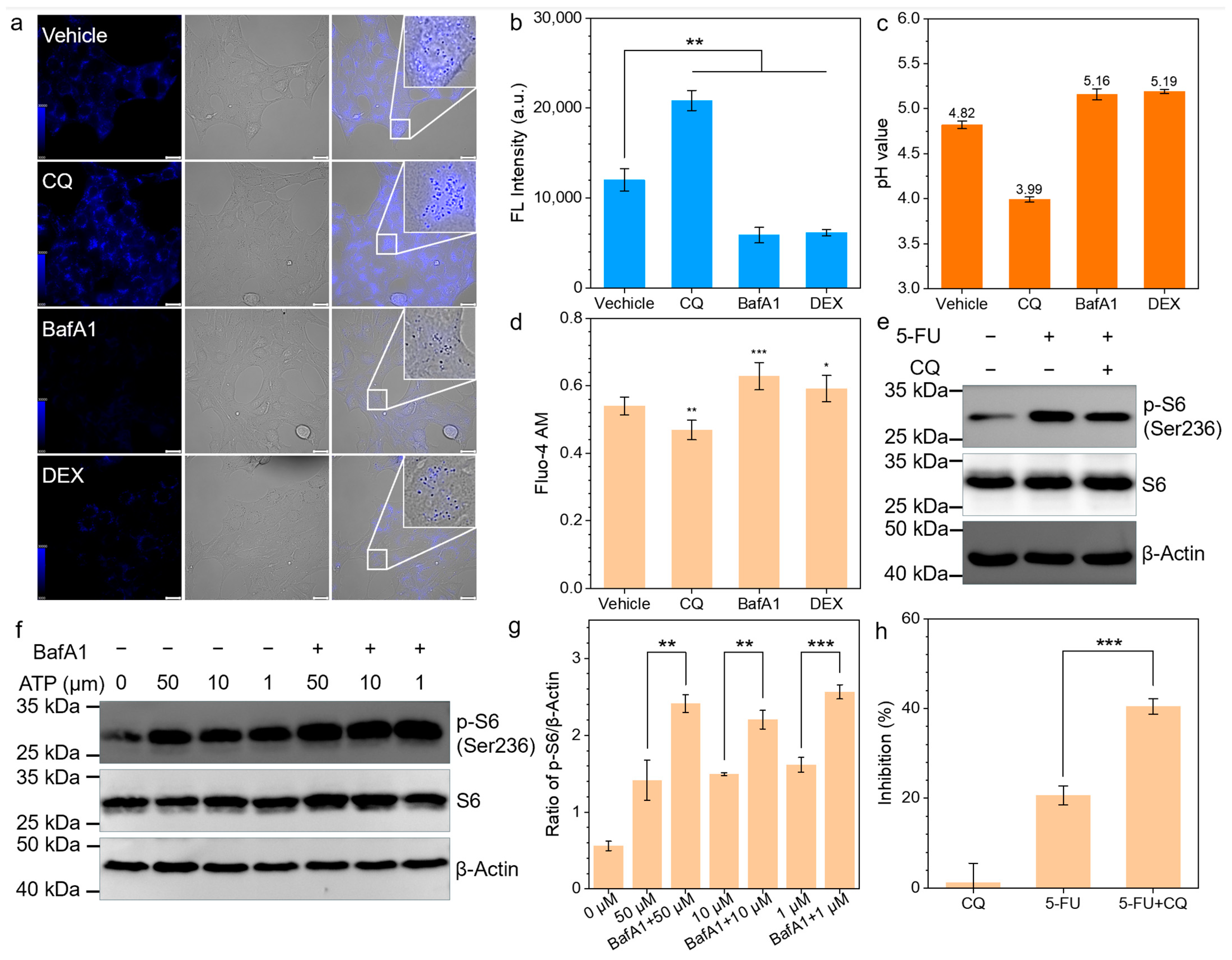 Biomedicines 13 00948 g004