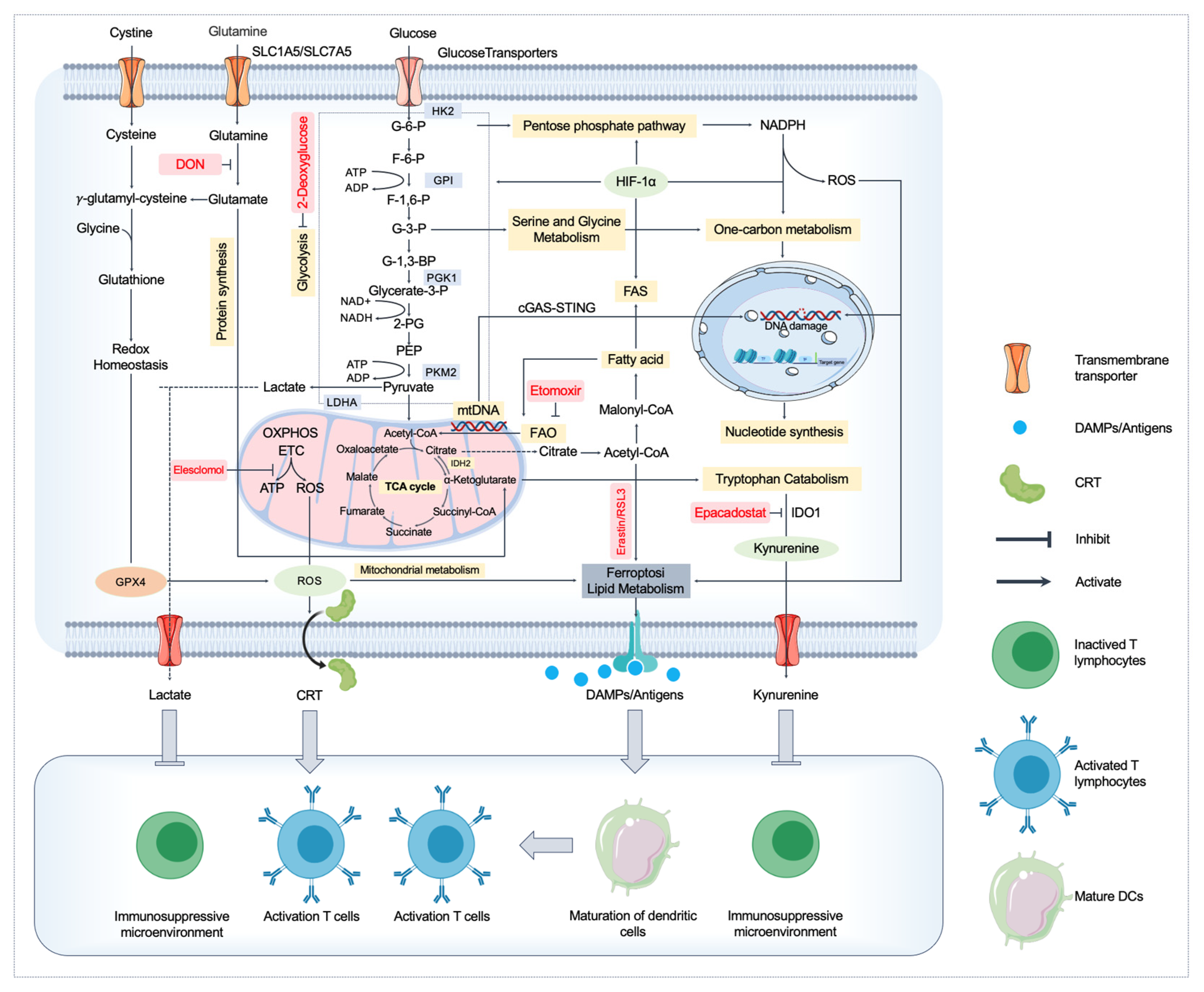 Biomedicines 13 00950 g002