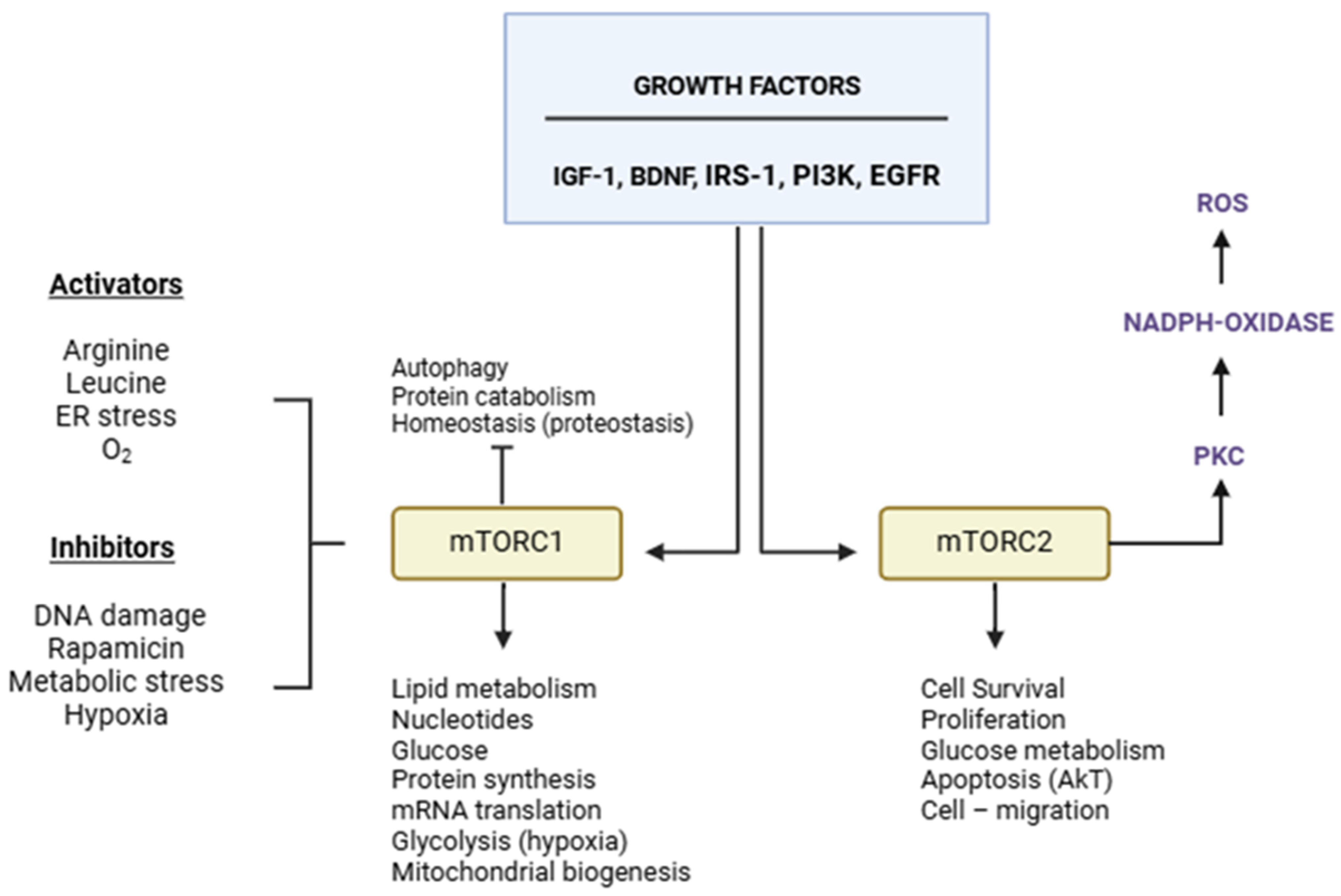 Biomedicines 13 00952 g003