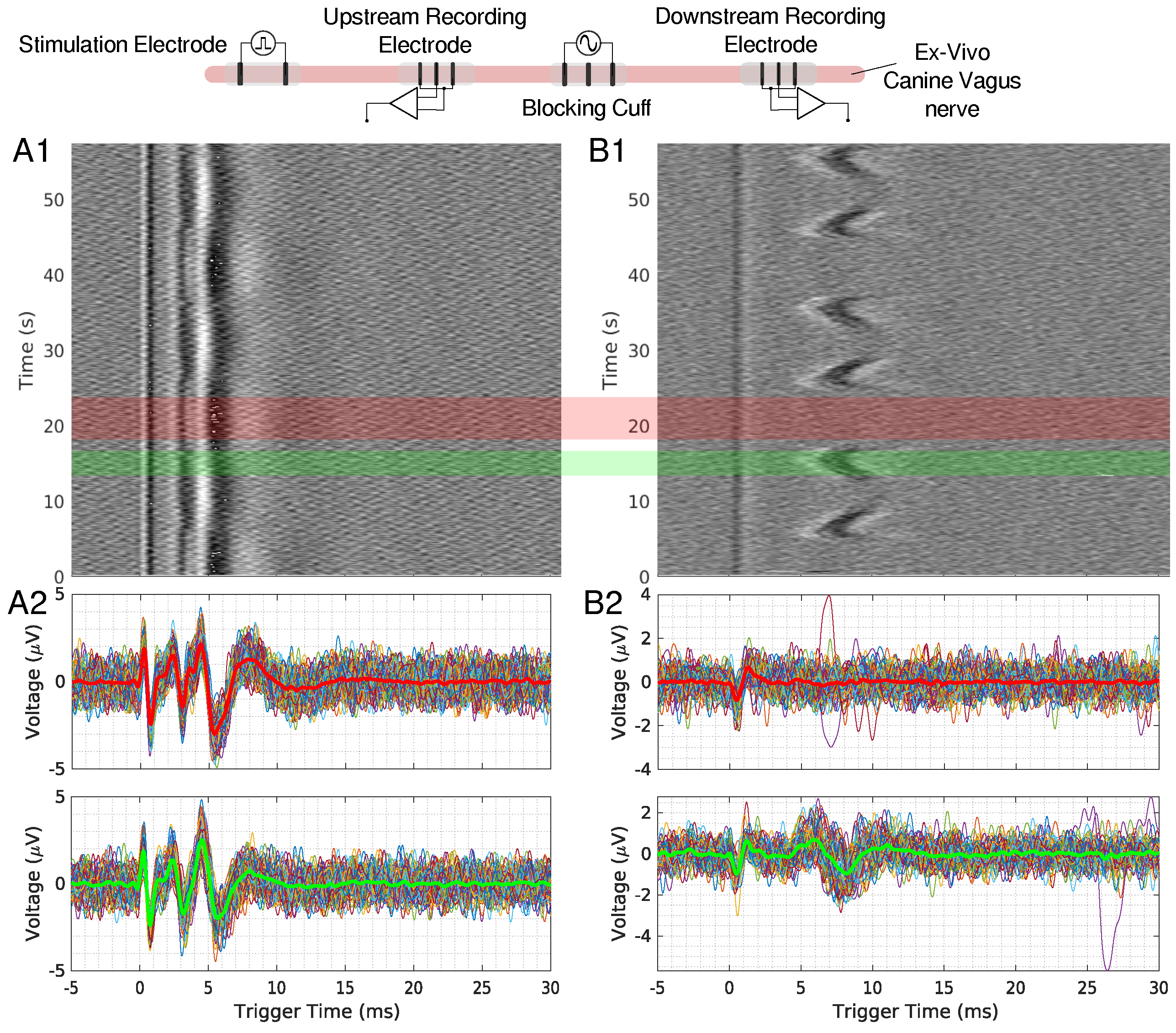 Biomedicines 13 00954 g003