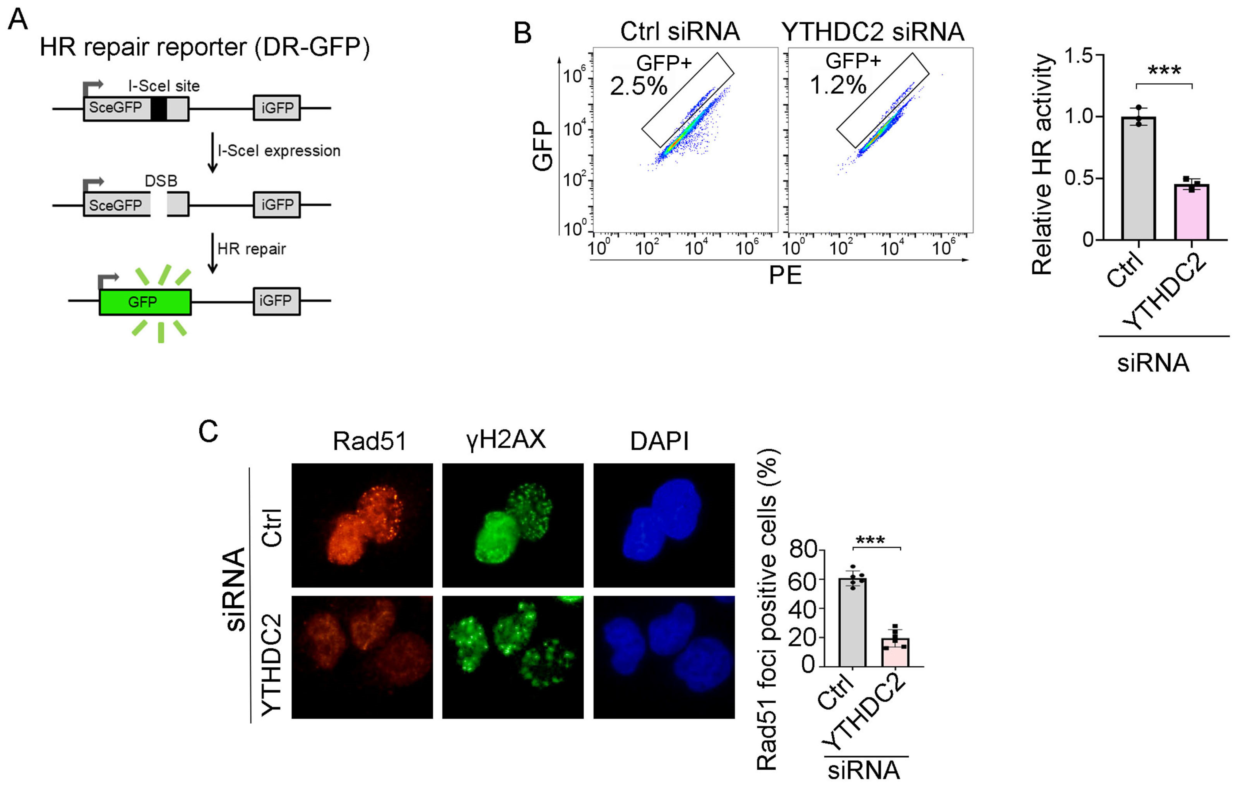 Biomedicines 13 00958 g005