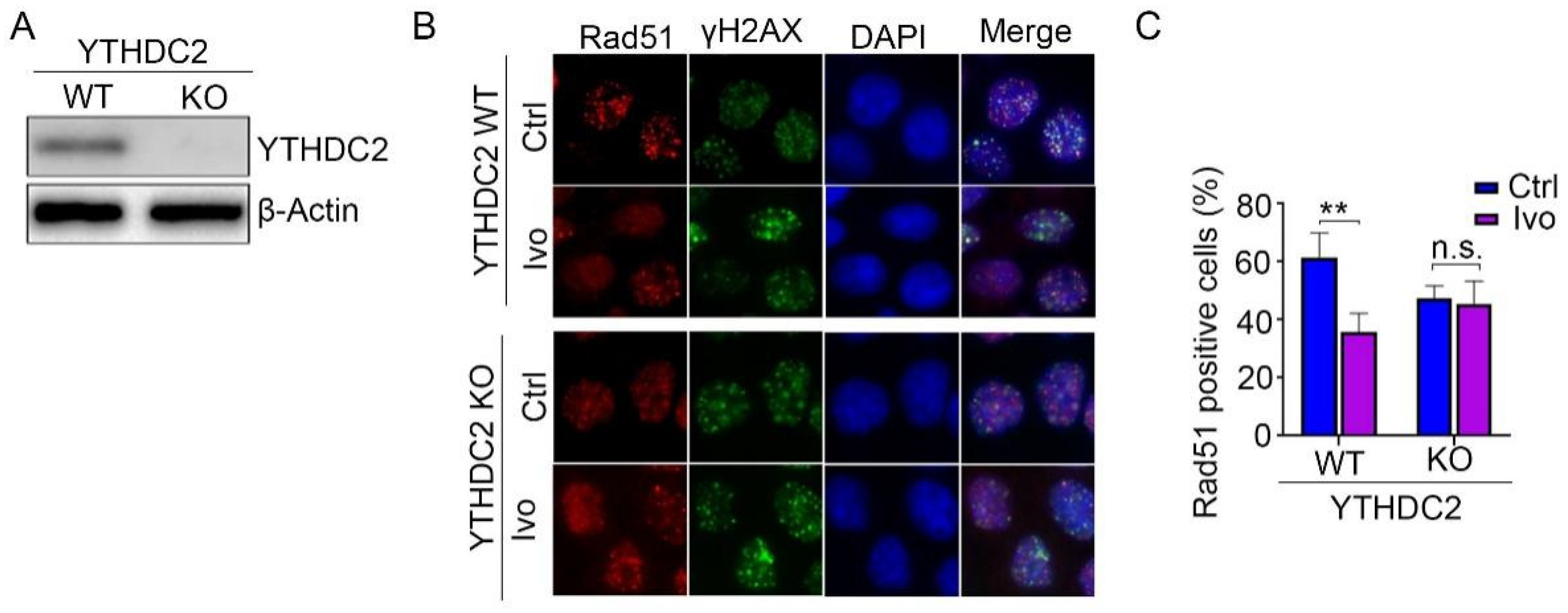 Biomedicines 13 00958 g006