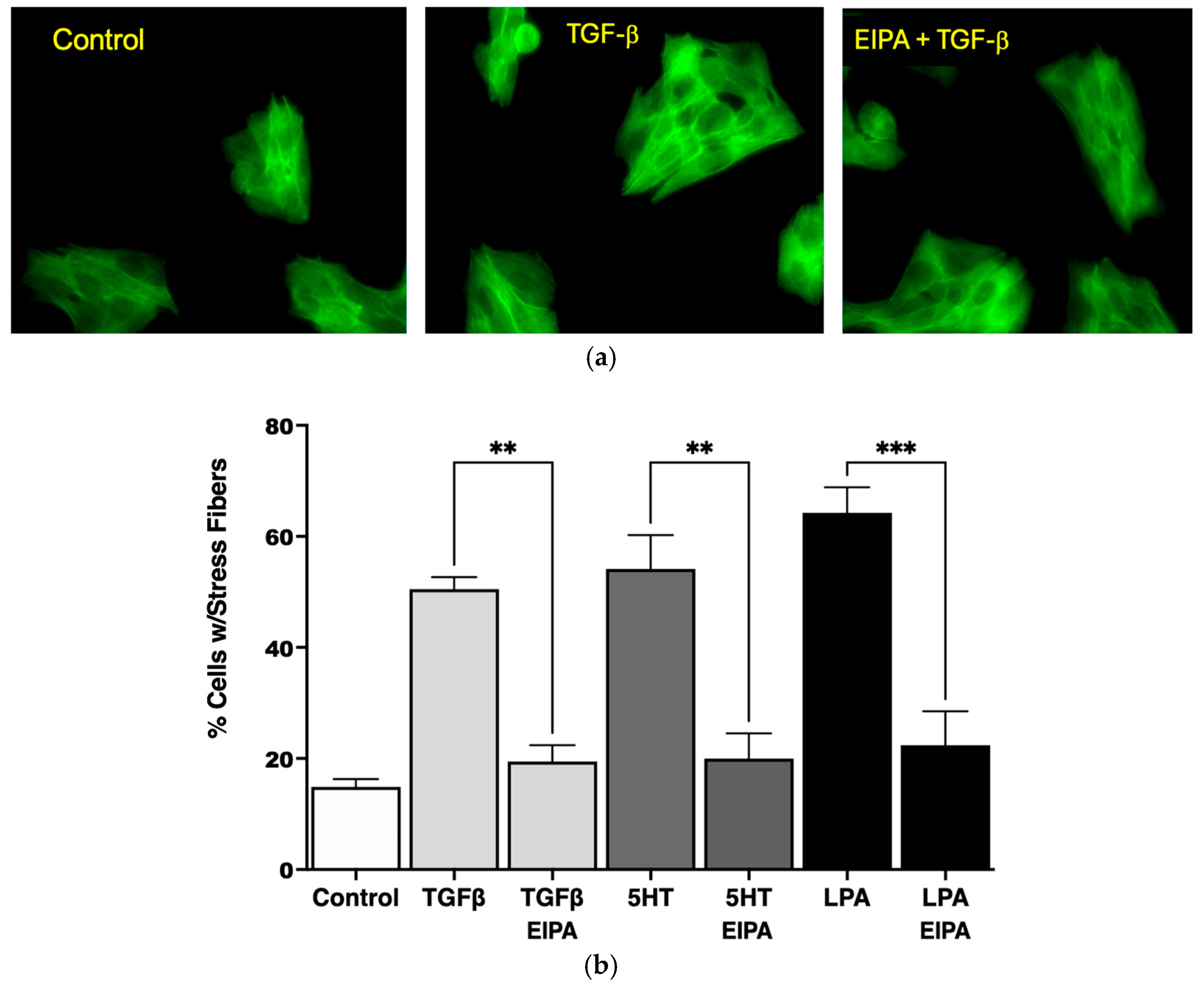 Biomedicines 13 00959 g001
