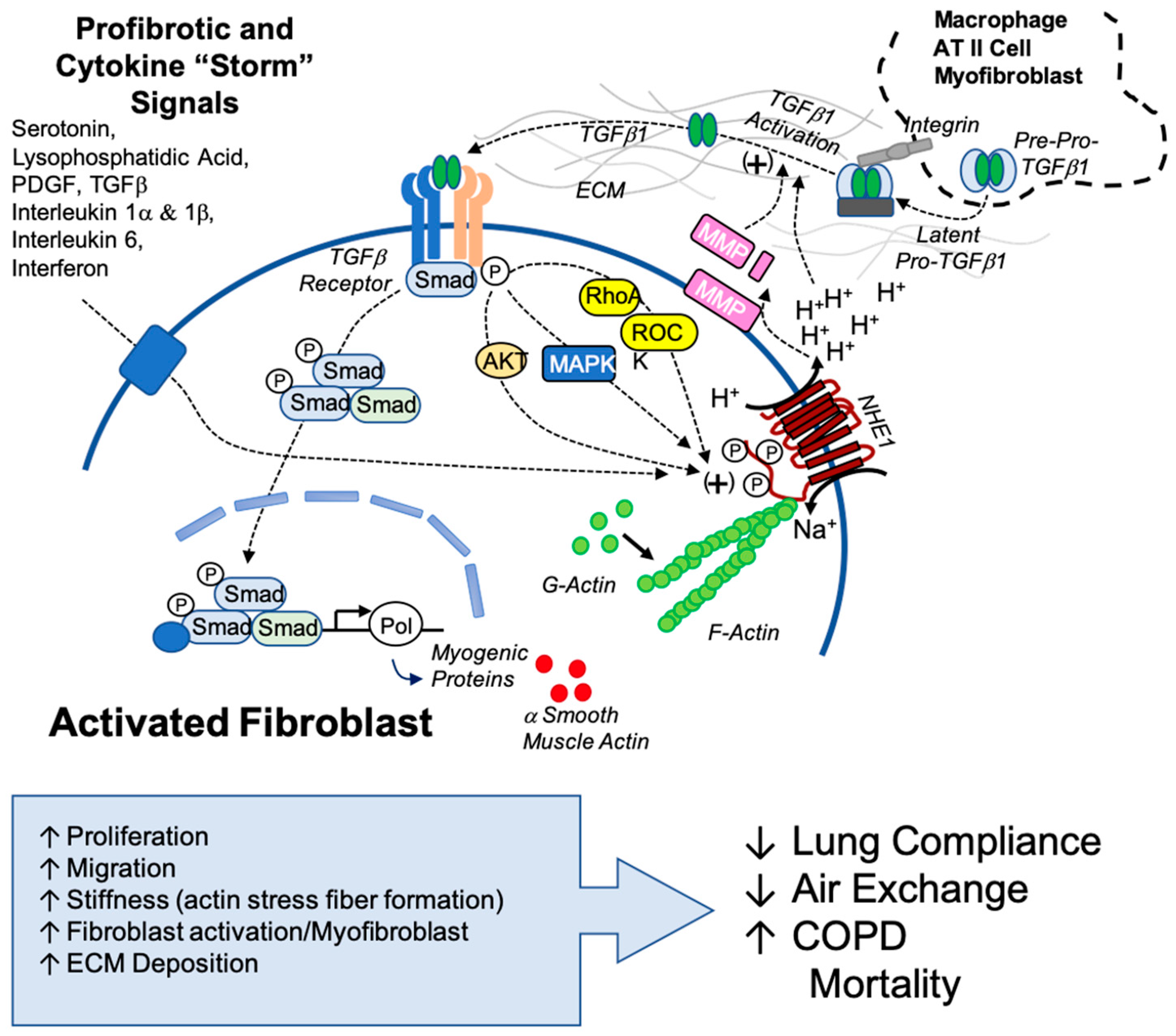 Biomedicines 13 00959 g007