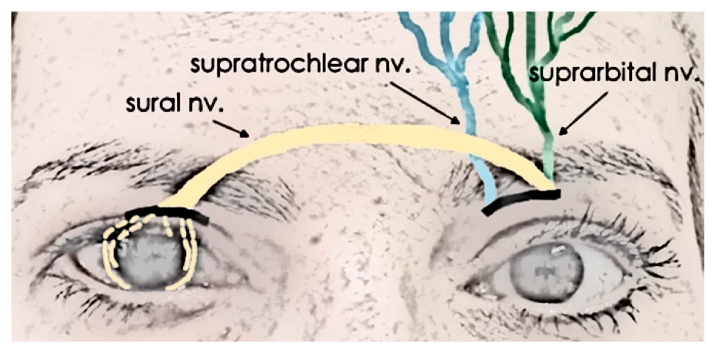 Biomedicines 13 00961 g002