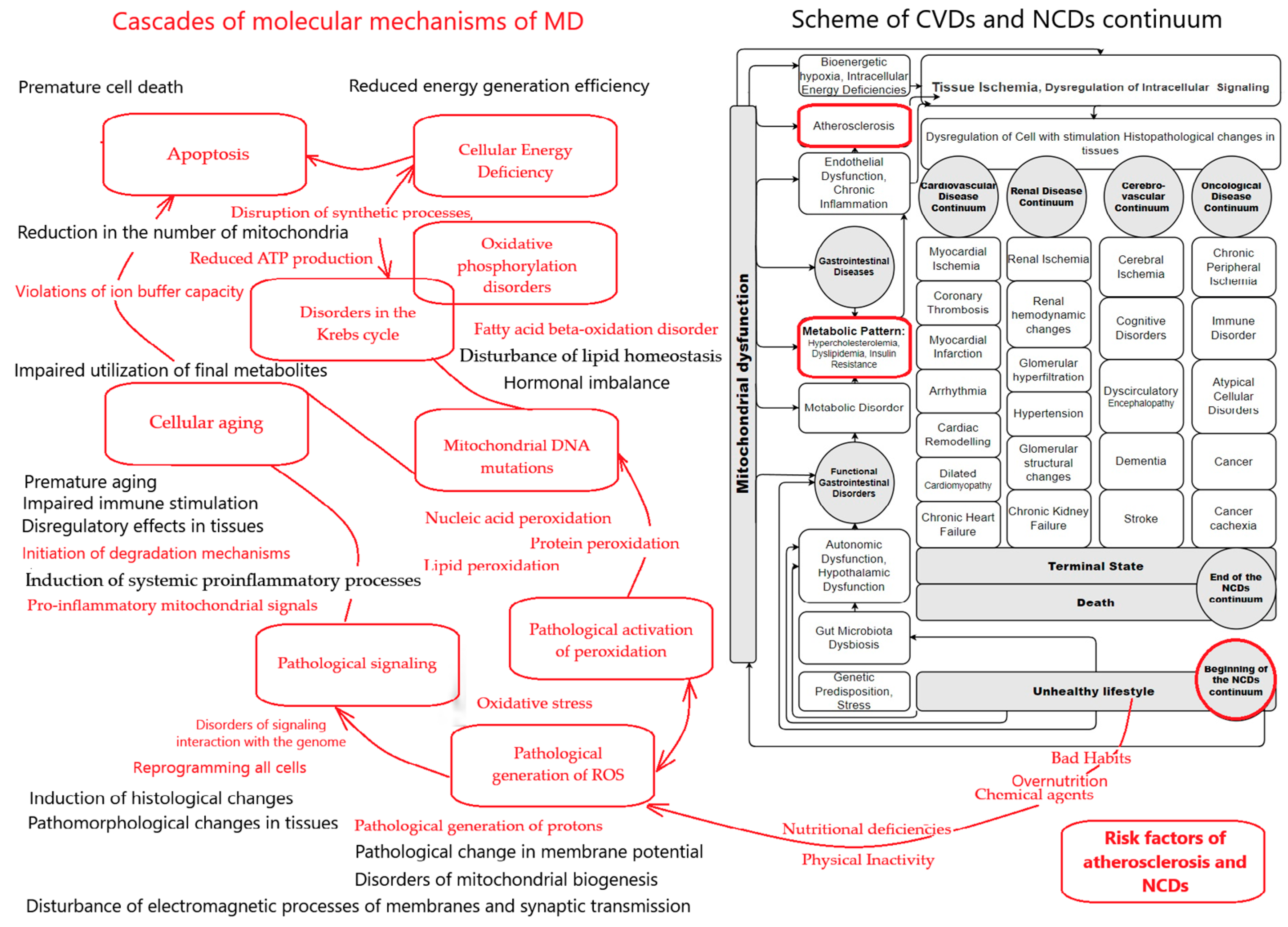 Mitochondrial Dysfunction and Atherosclerosis: The Problem