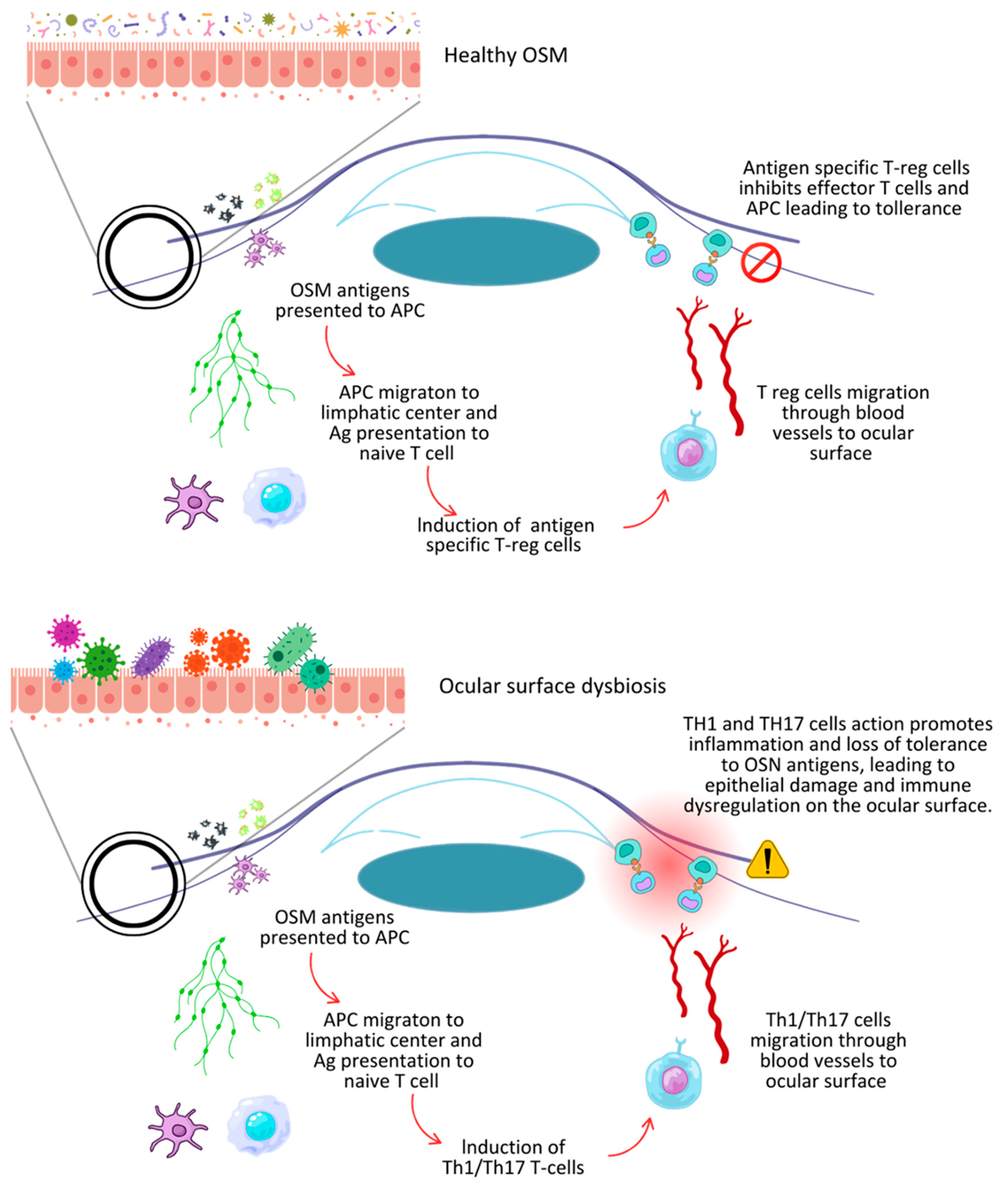 Biomedicines 13 00972 g002