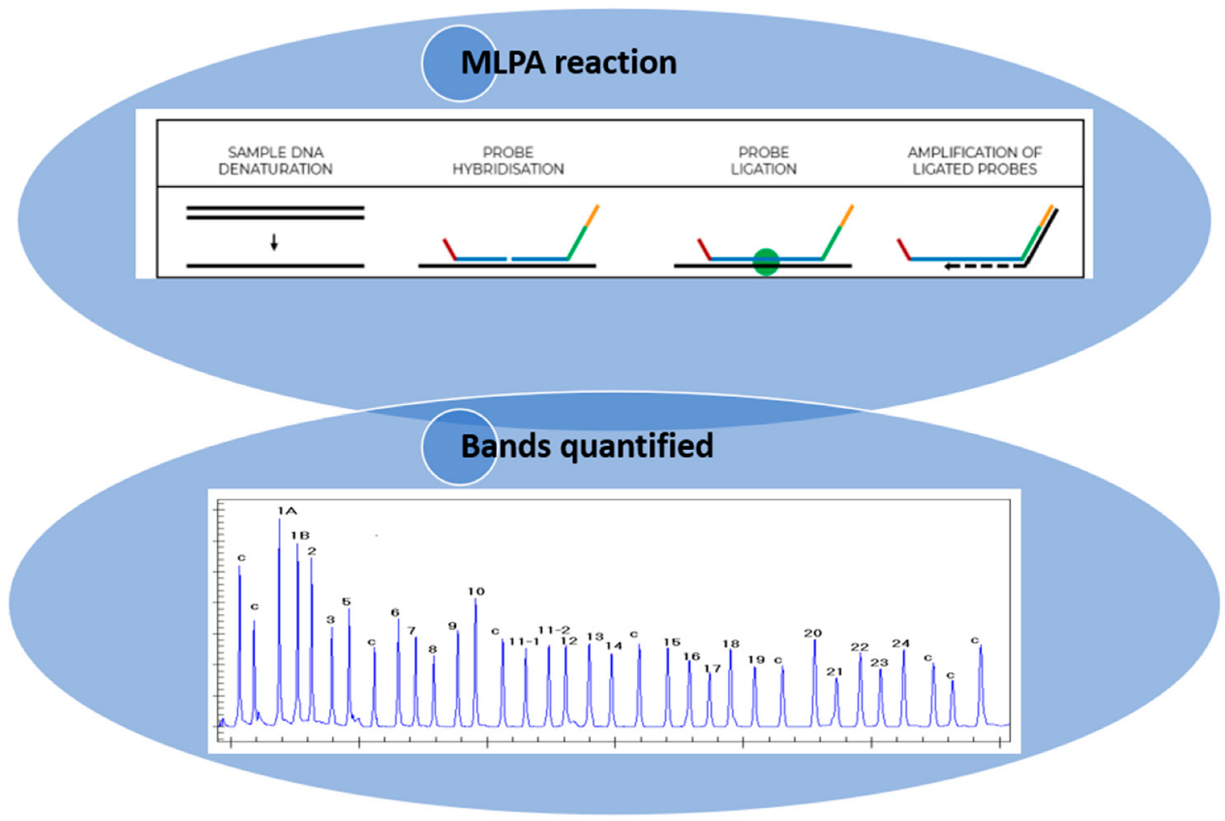 Biomedicines 13 00973 g001