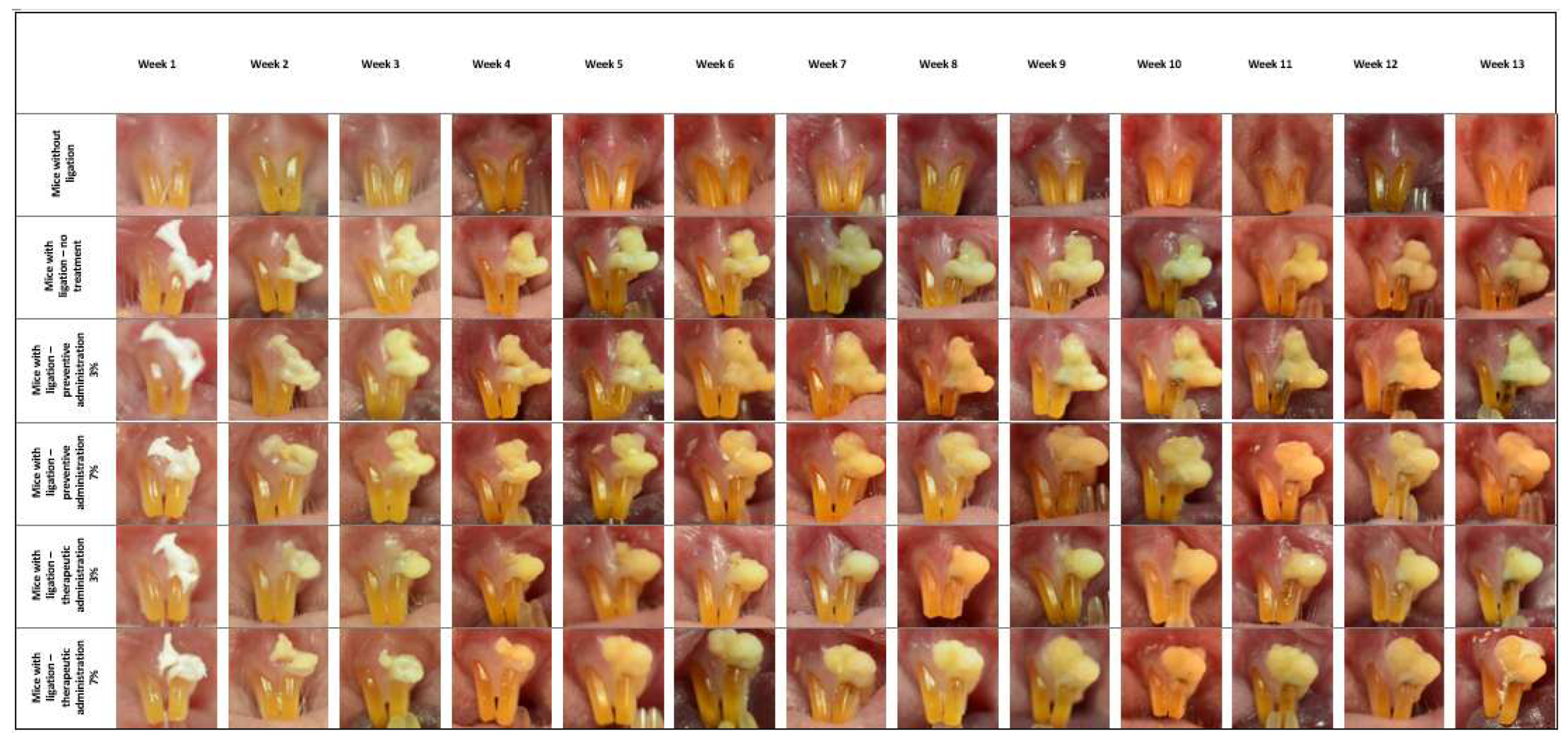 Biomedicines 13 00983 g002