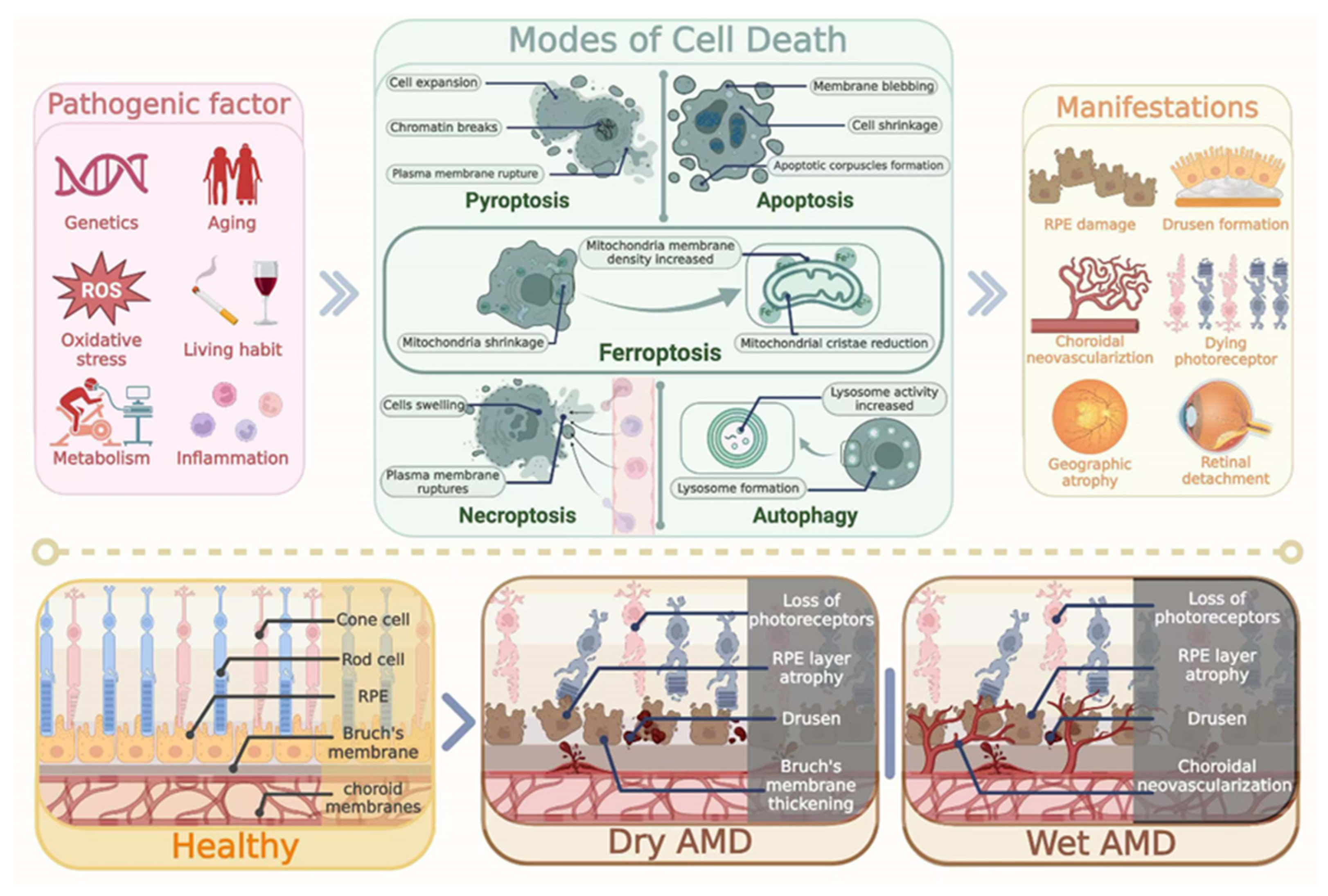 Biomedicines 13 00986 g001