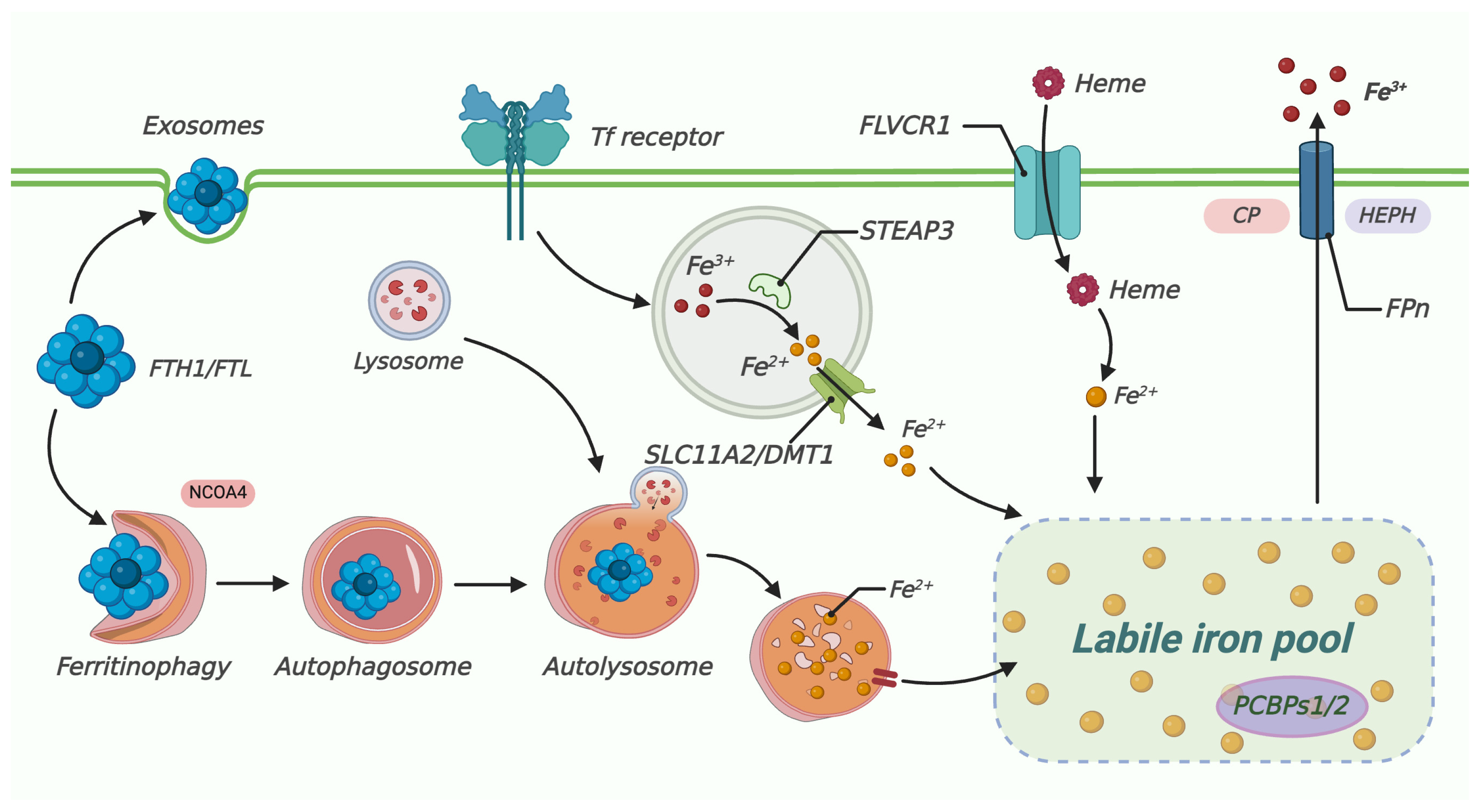 Biomedicines 13 00986 g002