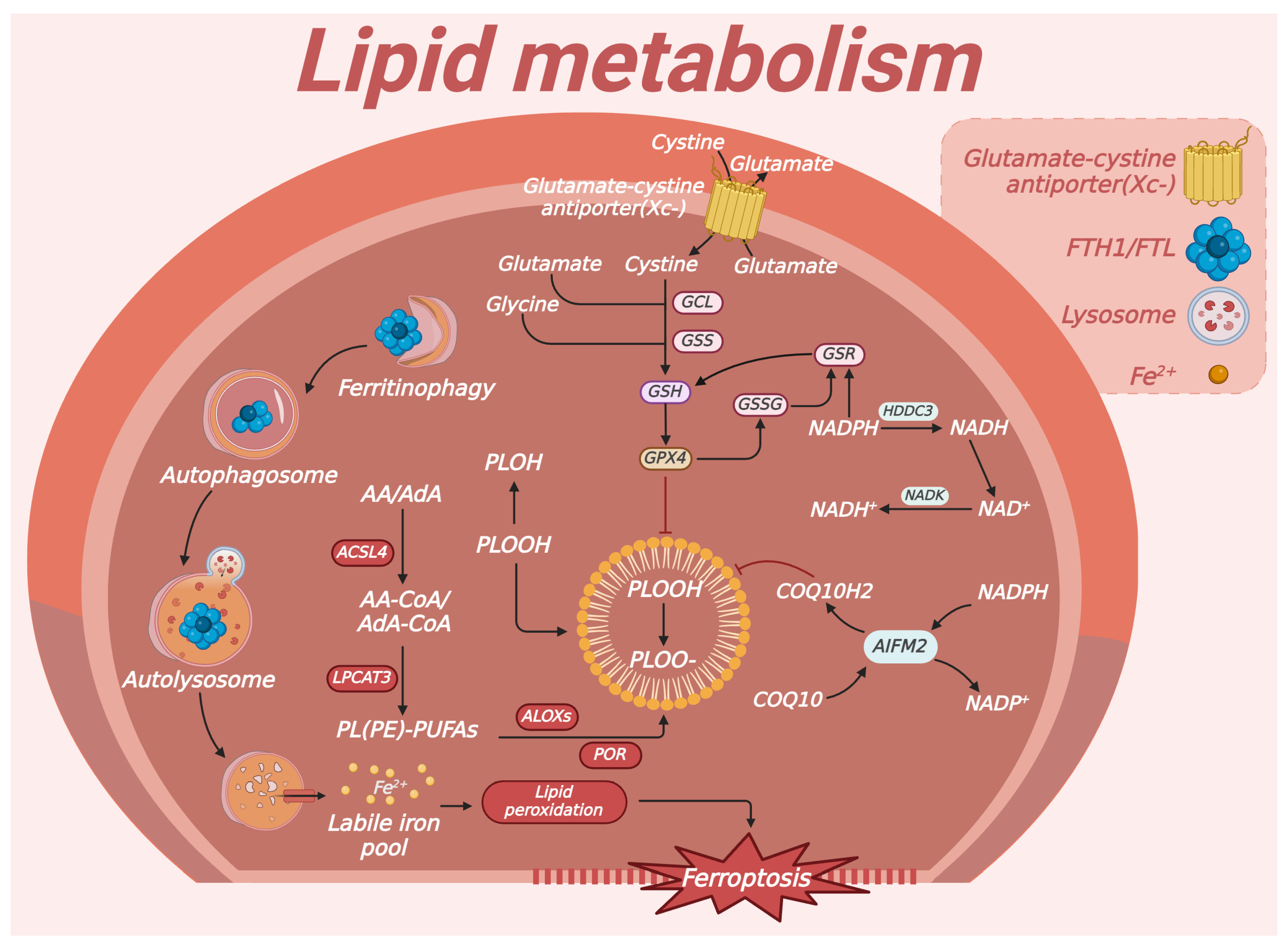 Biomedicines 13 00986 g003