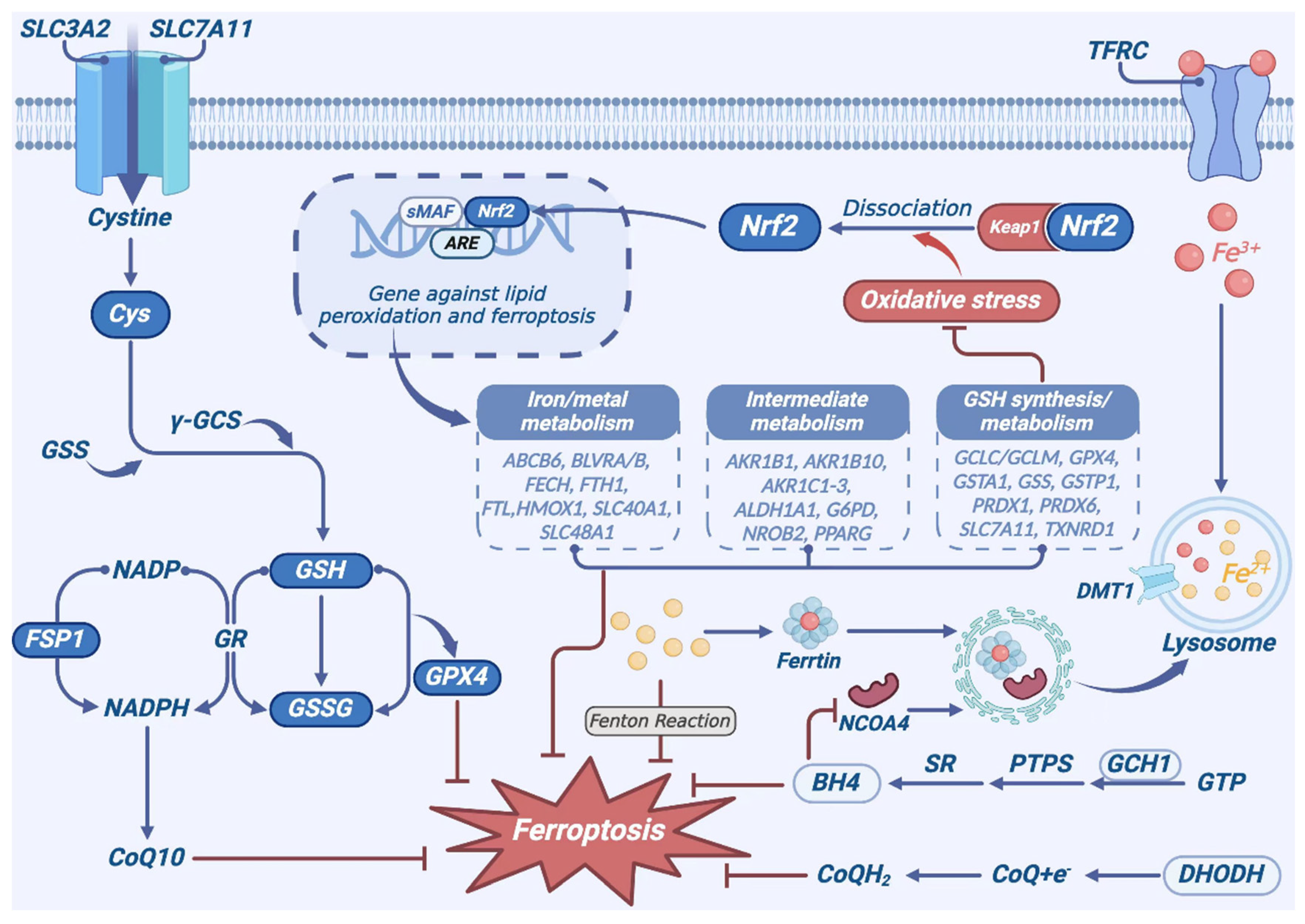 Biomedicines 13 00986 g005