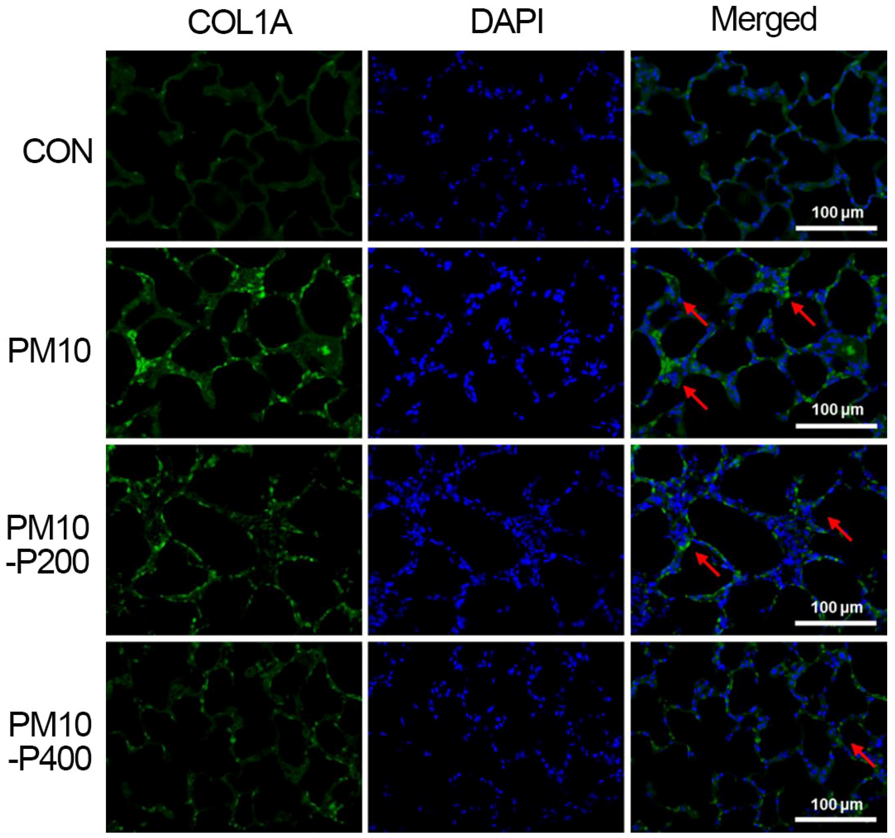 Biomedicines 13 00989 g005