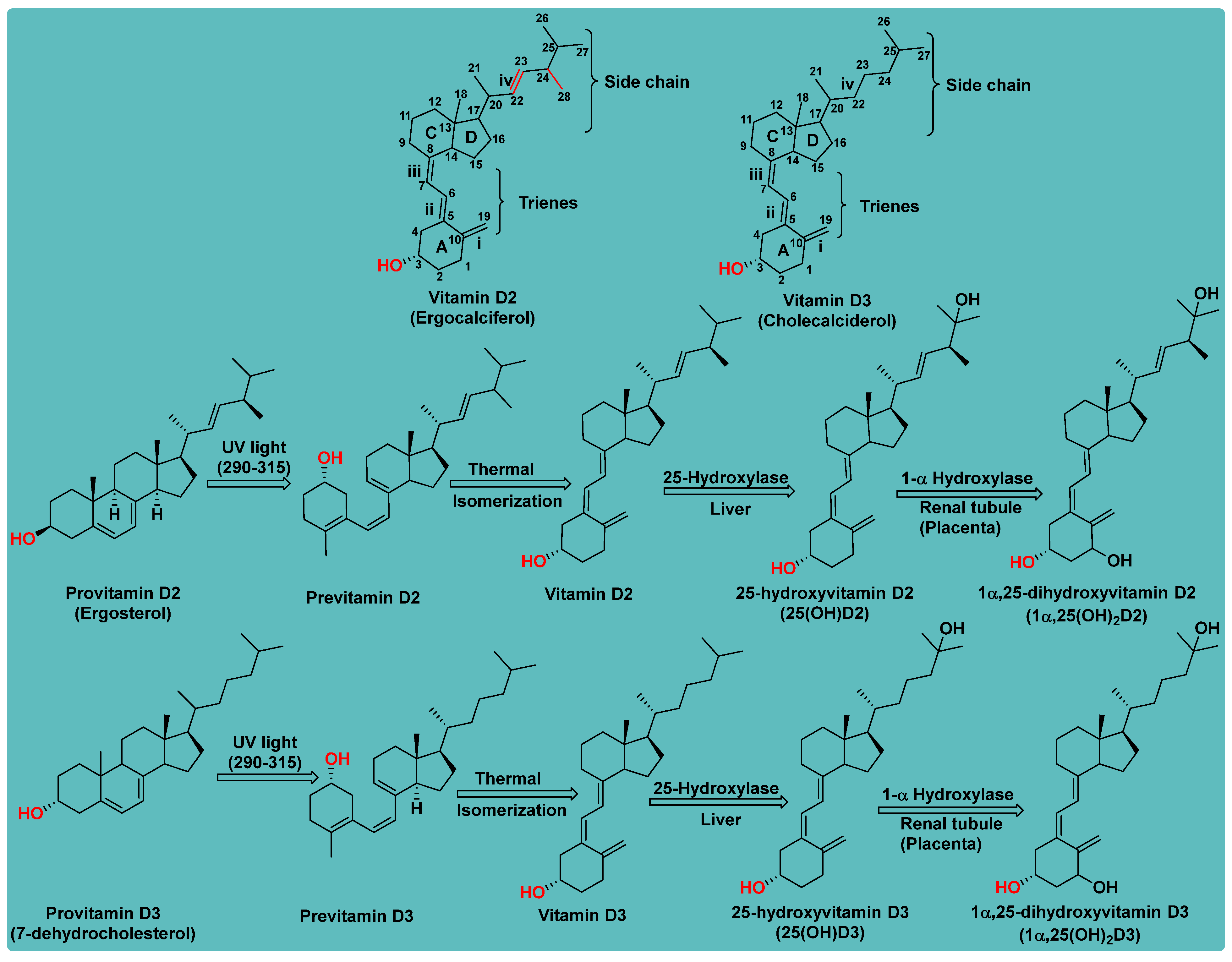 Biomedicines 13 01002 g001
