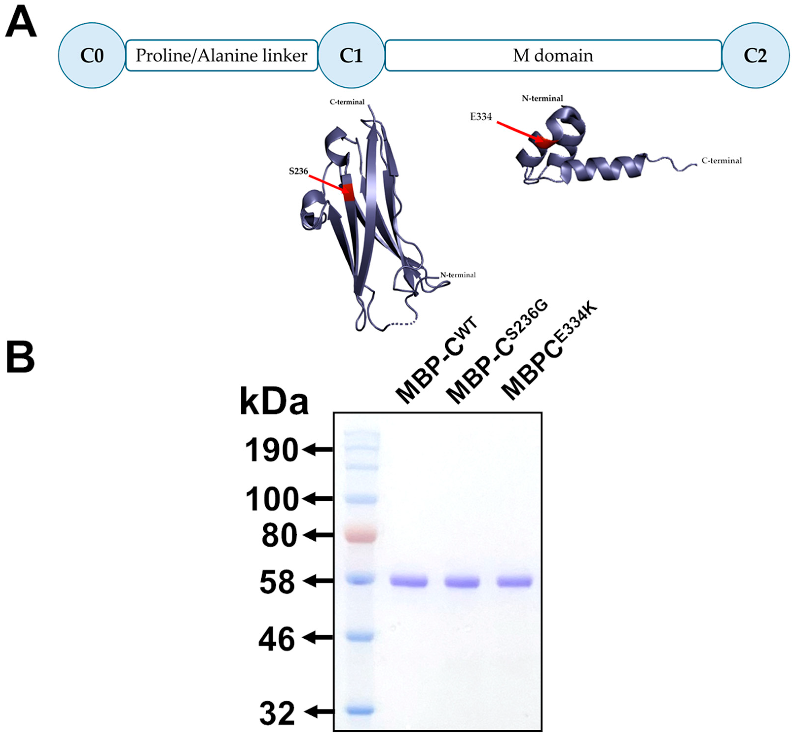 Biomedicines 13 01010 g003