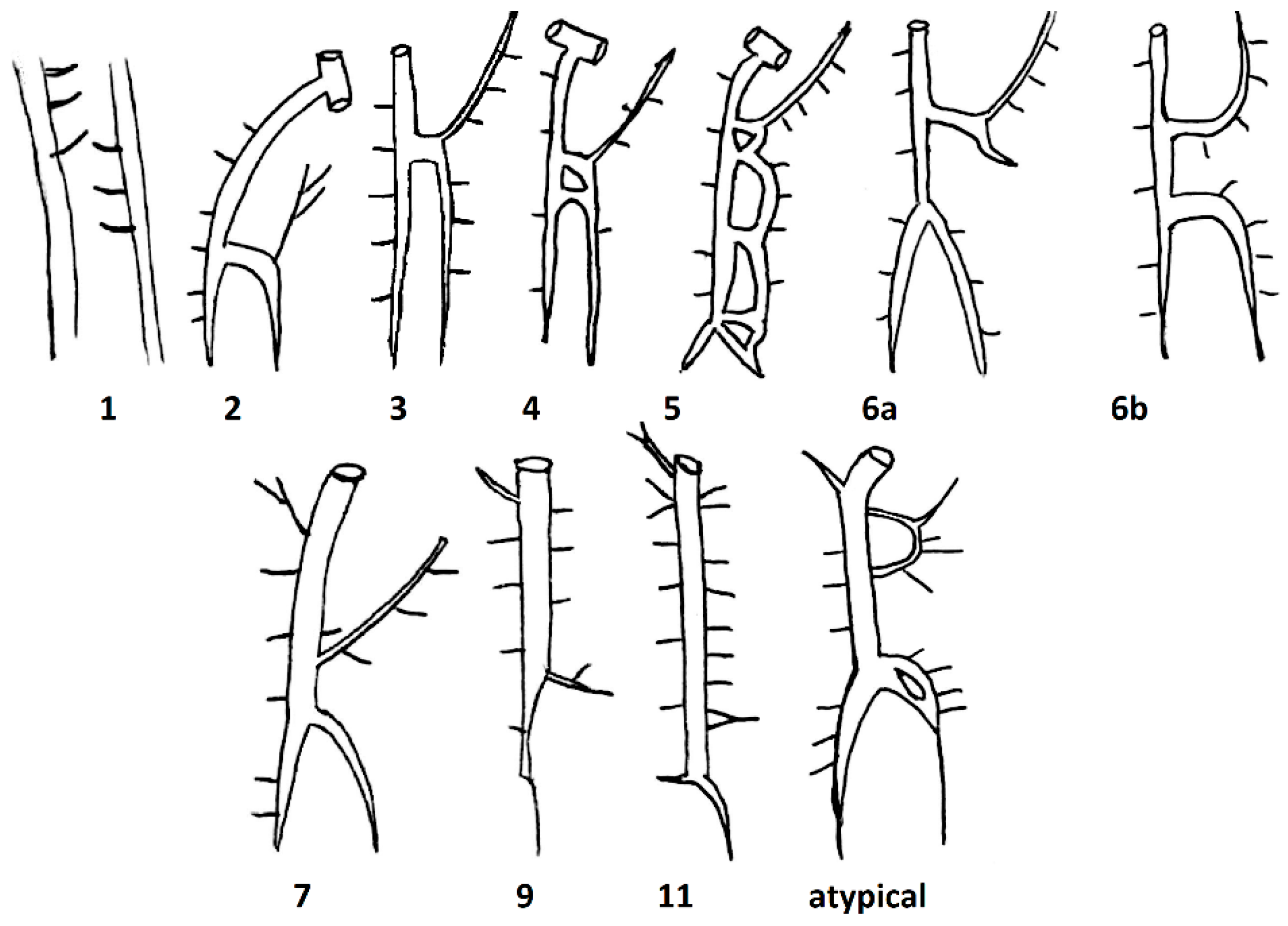Biomedicines 13 01013 g002