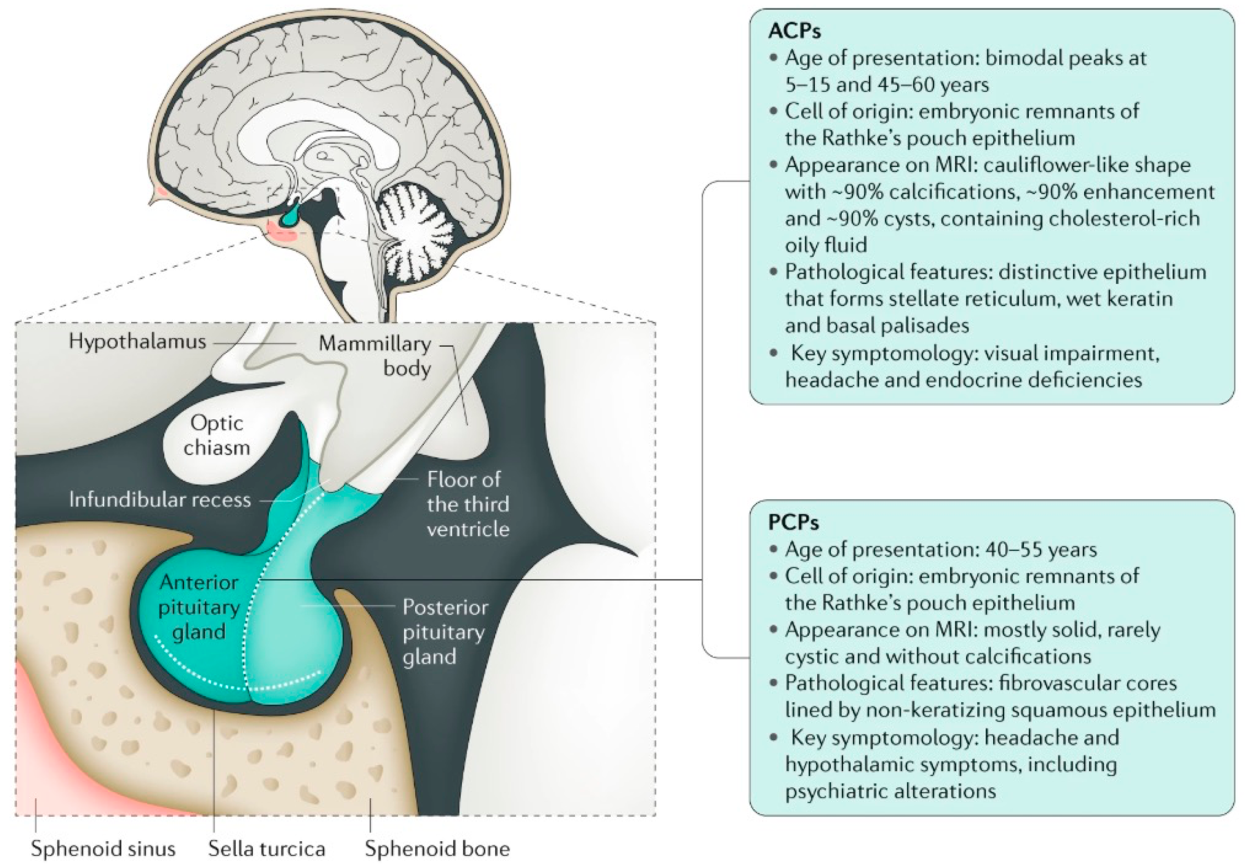 Biomedicines 13 01016 g001