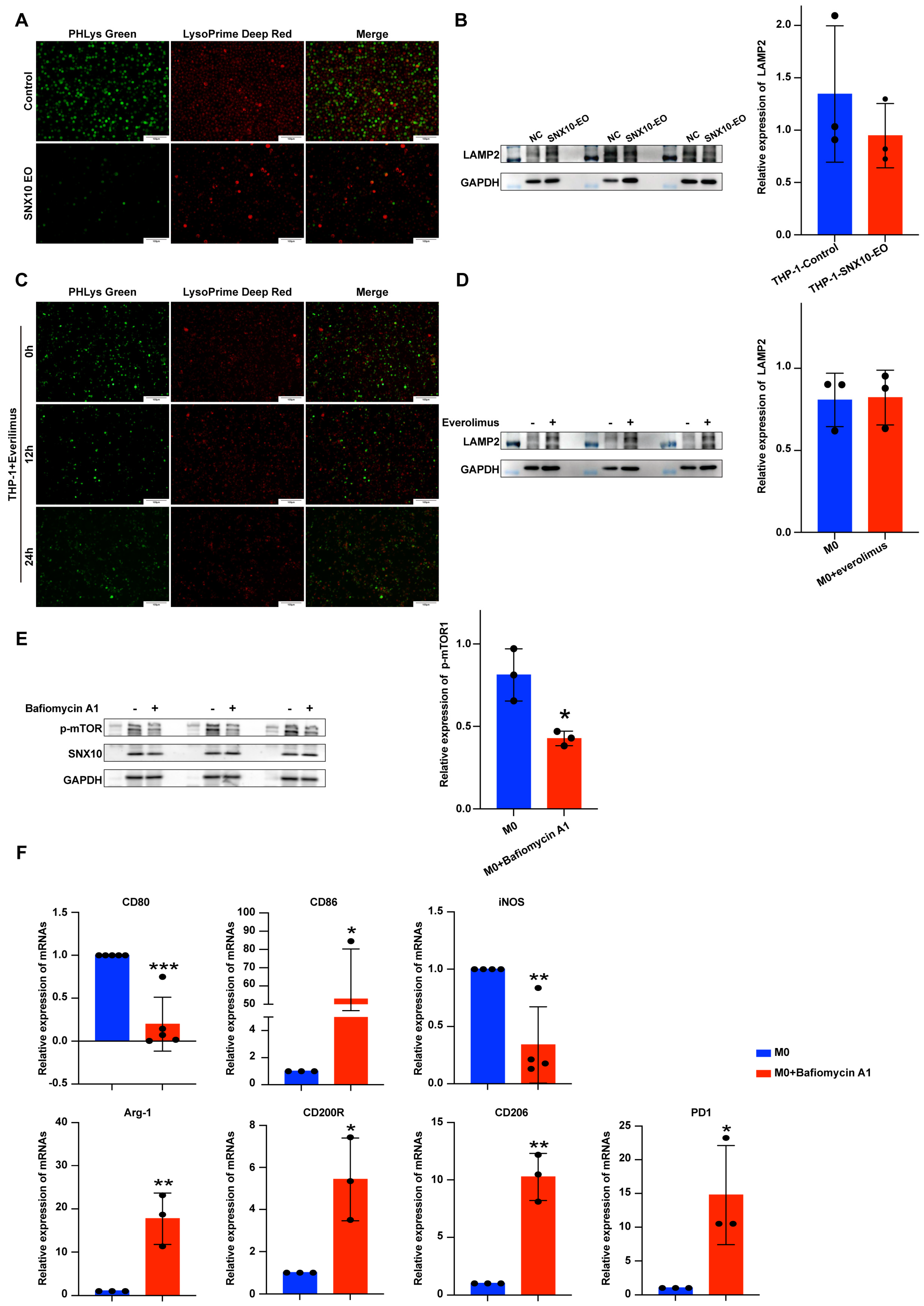Biomedicines 13 01021 g005