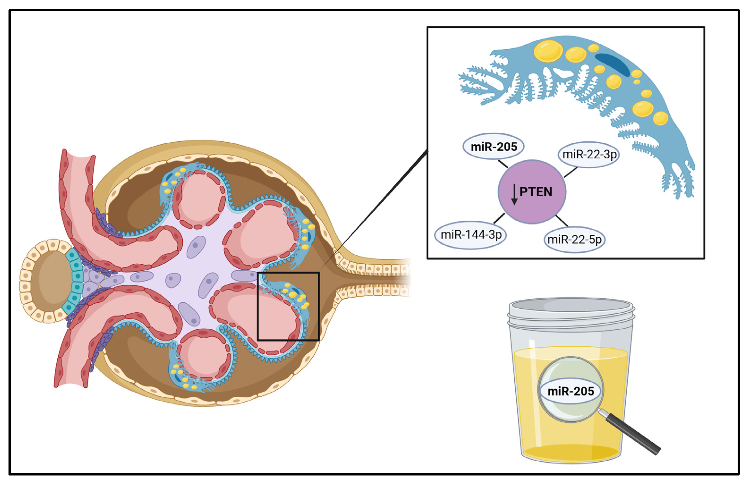 Biomedicines 13 01030 g002 Biomedicines 13 01030 g002