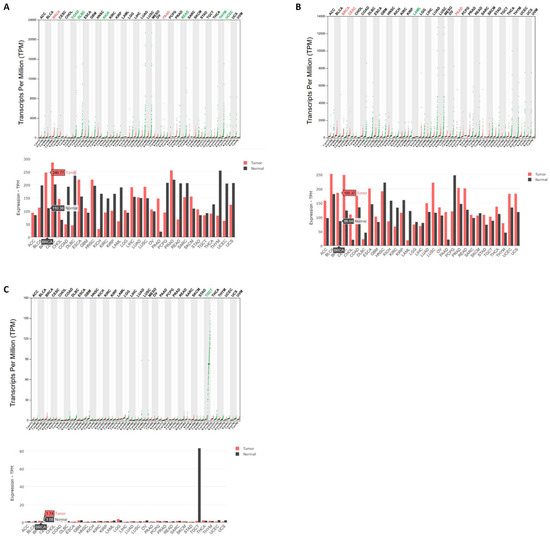 Synergistic Anticancer Activity of HSP70 Inhibitor and