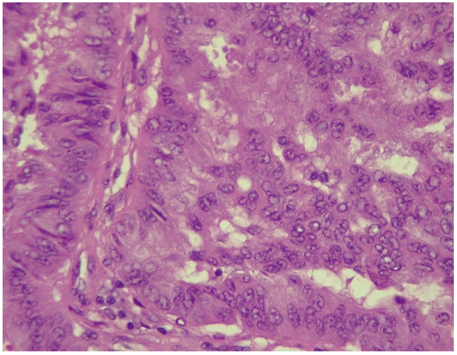 Biomedicines 13 01036 g006