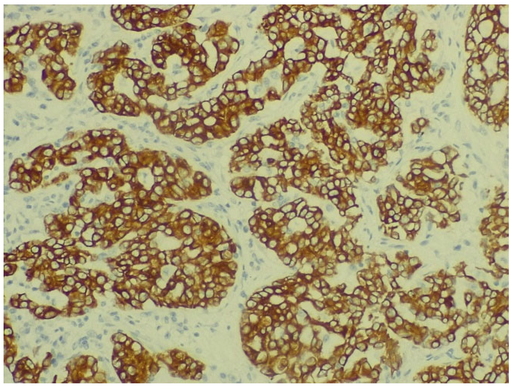 Biomedicines 13 01036 g008