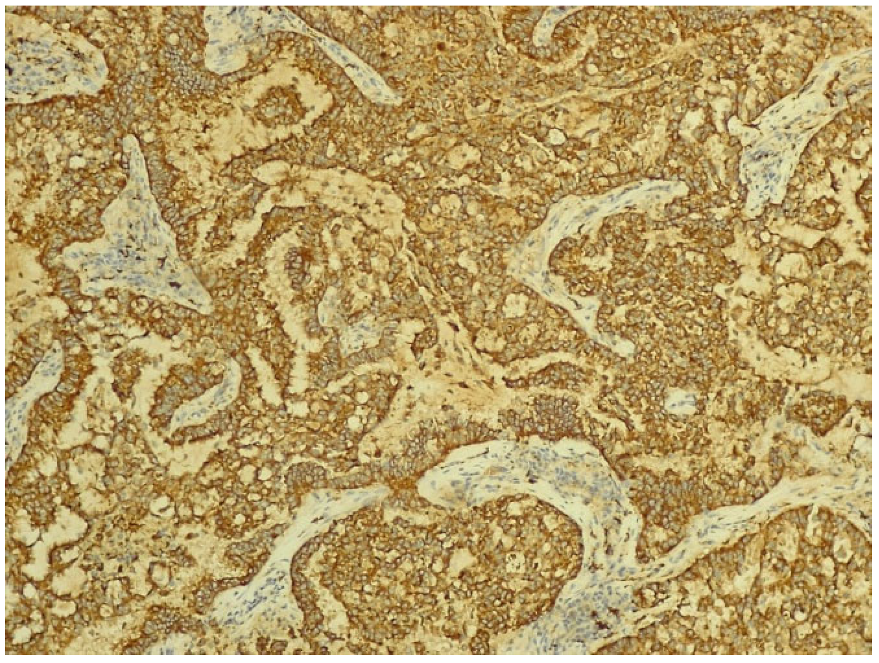 Biomedicines 13 01036 g009