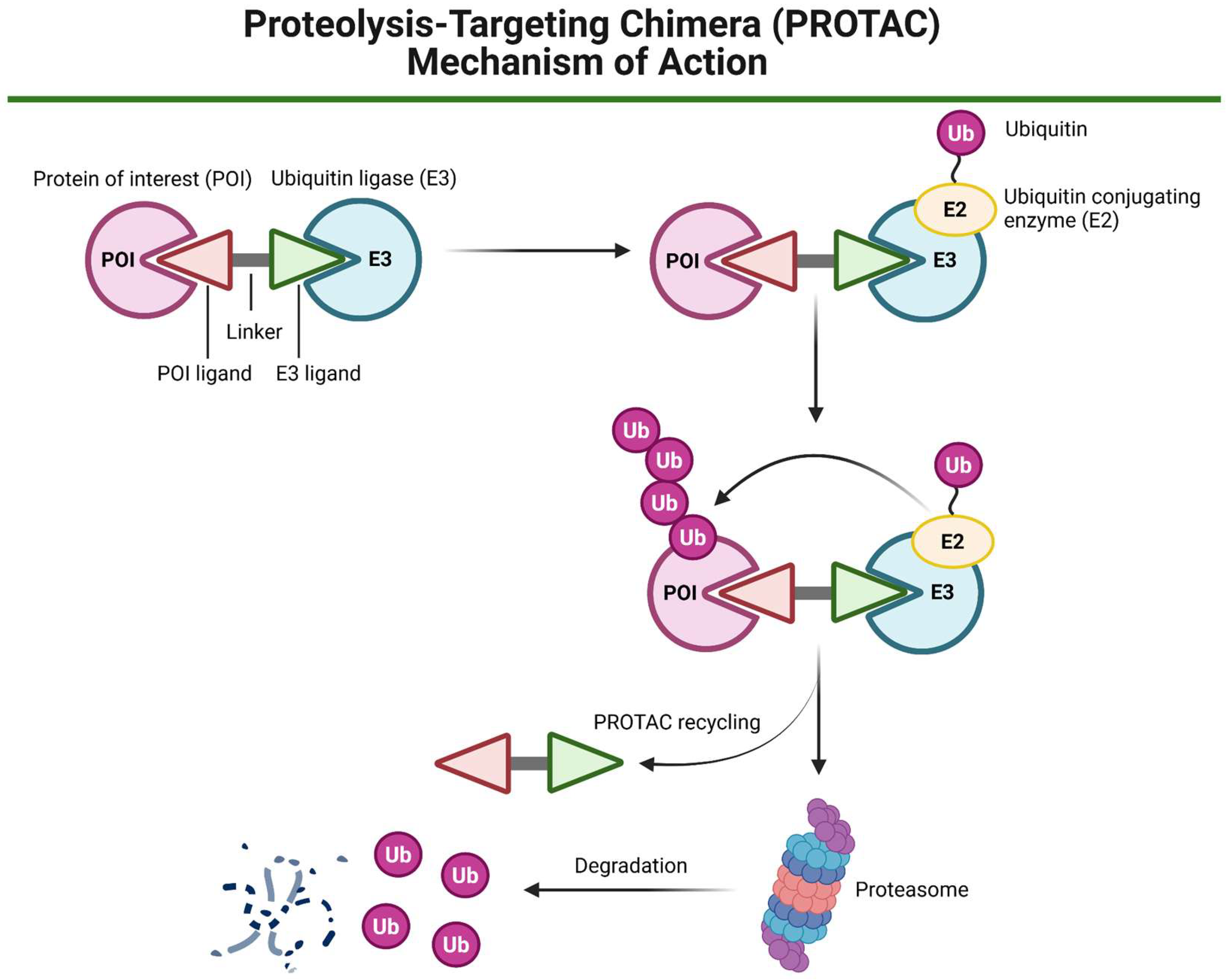 Biomedicines 13 01046 g006