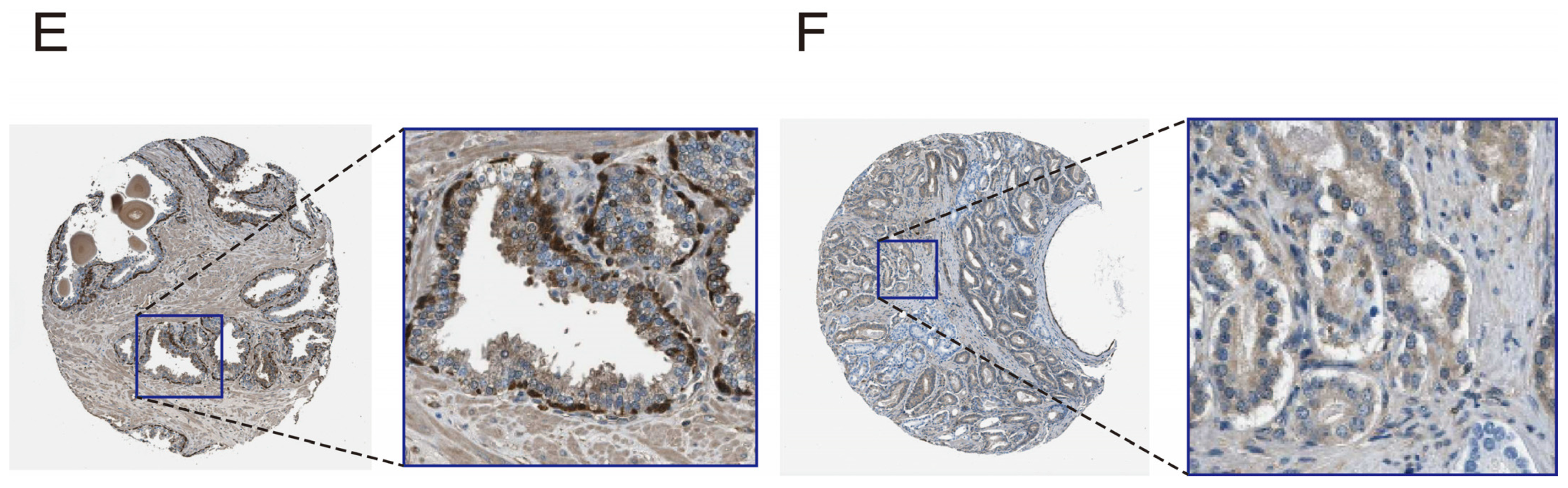 Biomedicines 13 01051 g006b
