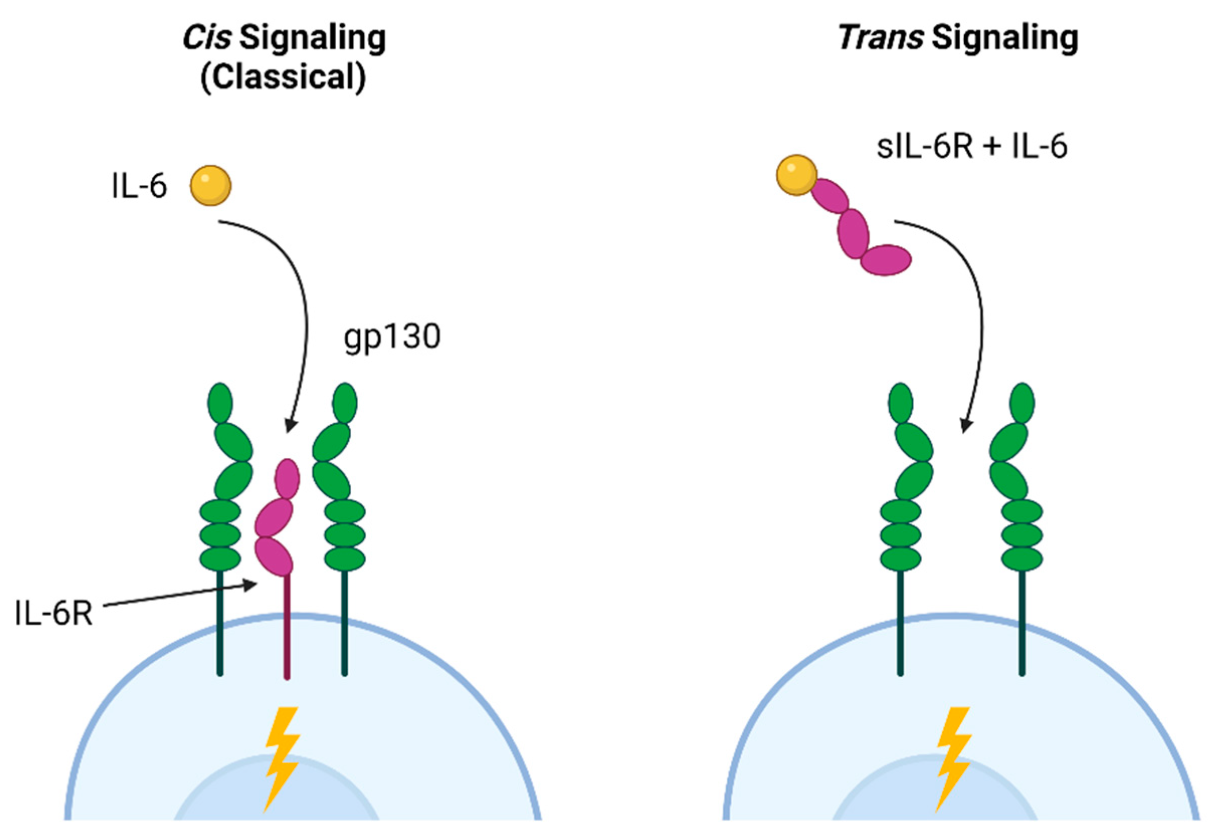 Biomedicines 13 01052 g002 Biomedicines 13 01052 g002