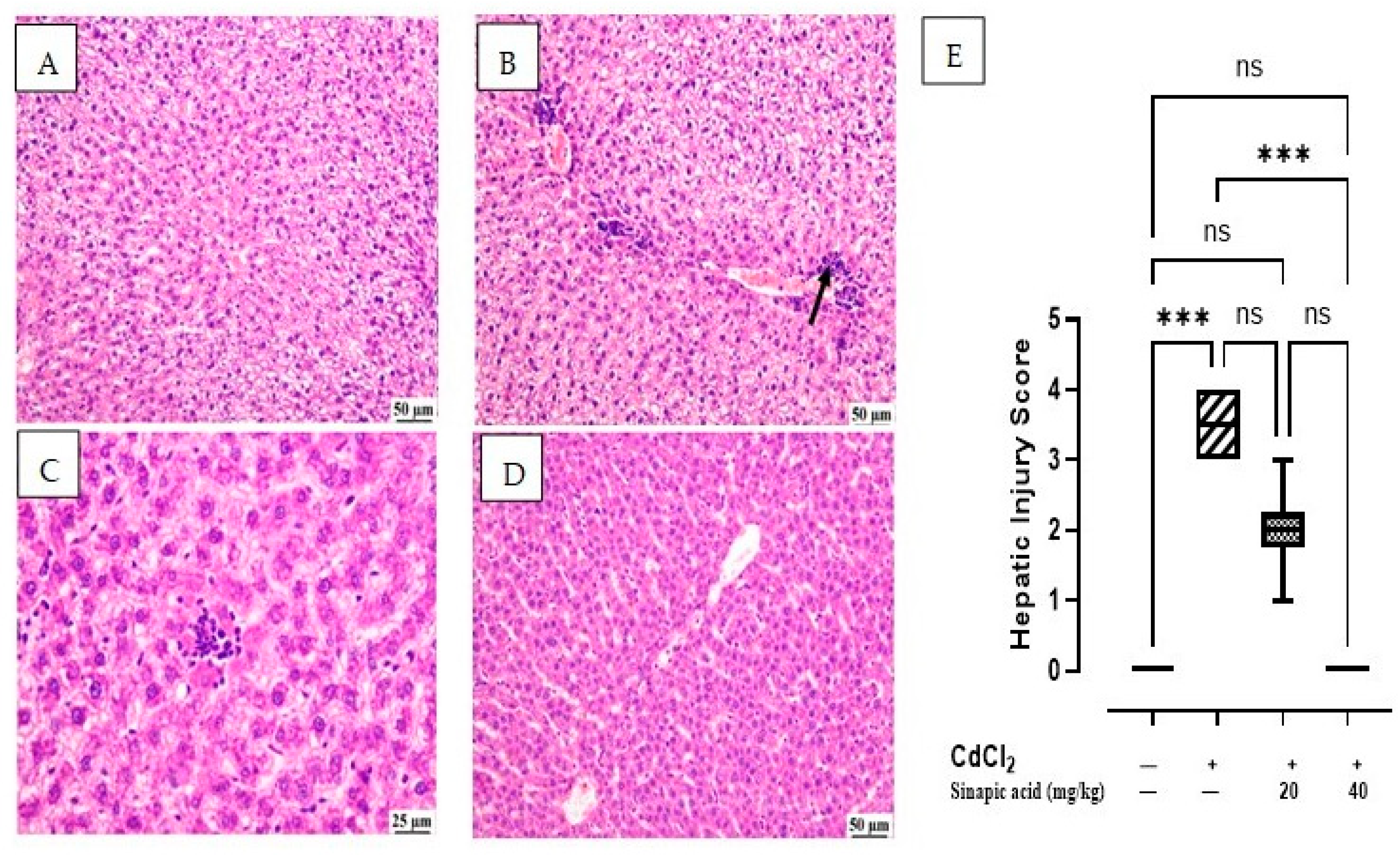 Biomedicines 13 01065 g002