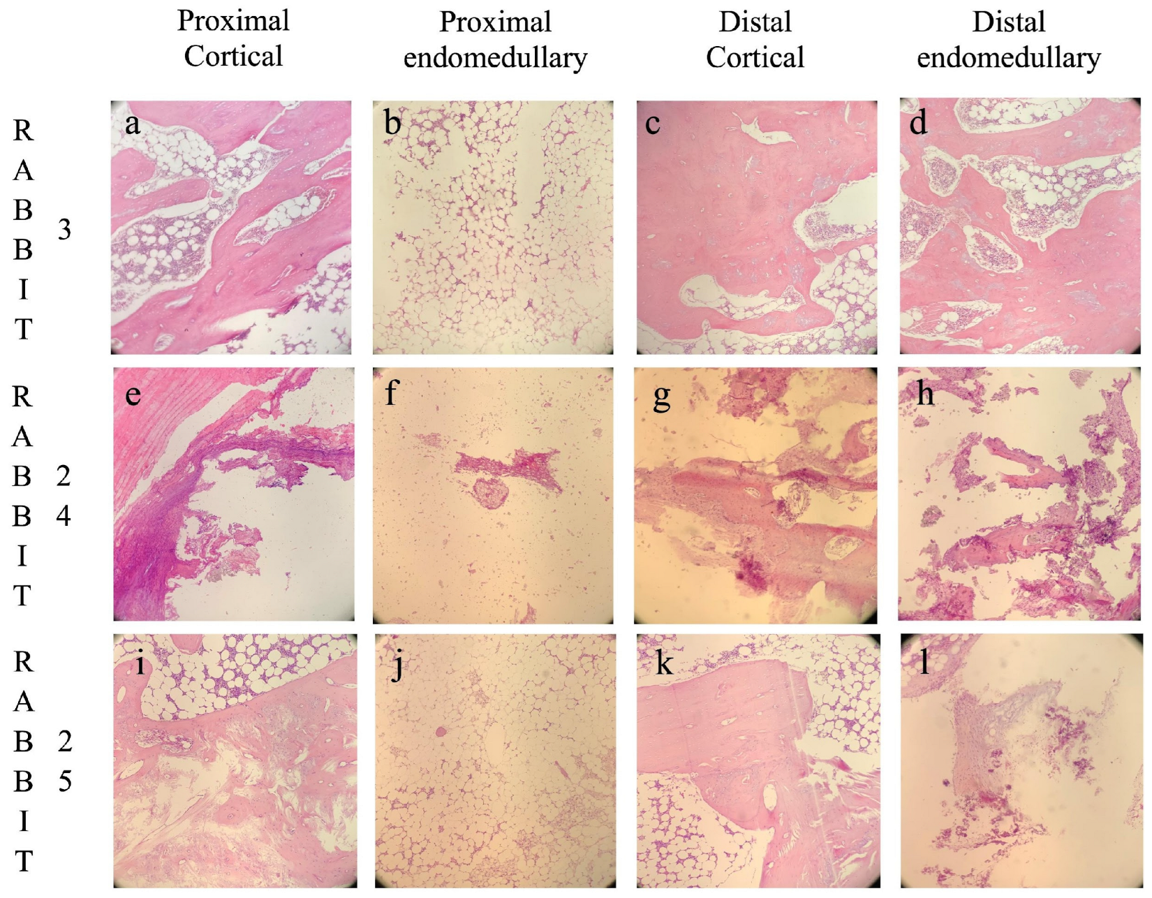 Biomedicines 13 01070 g004
