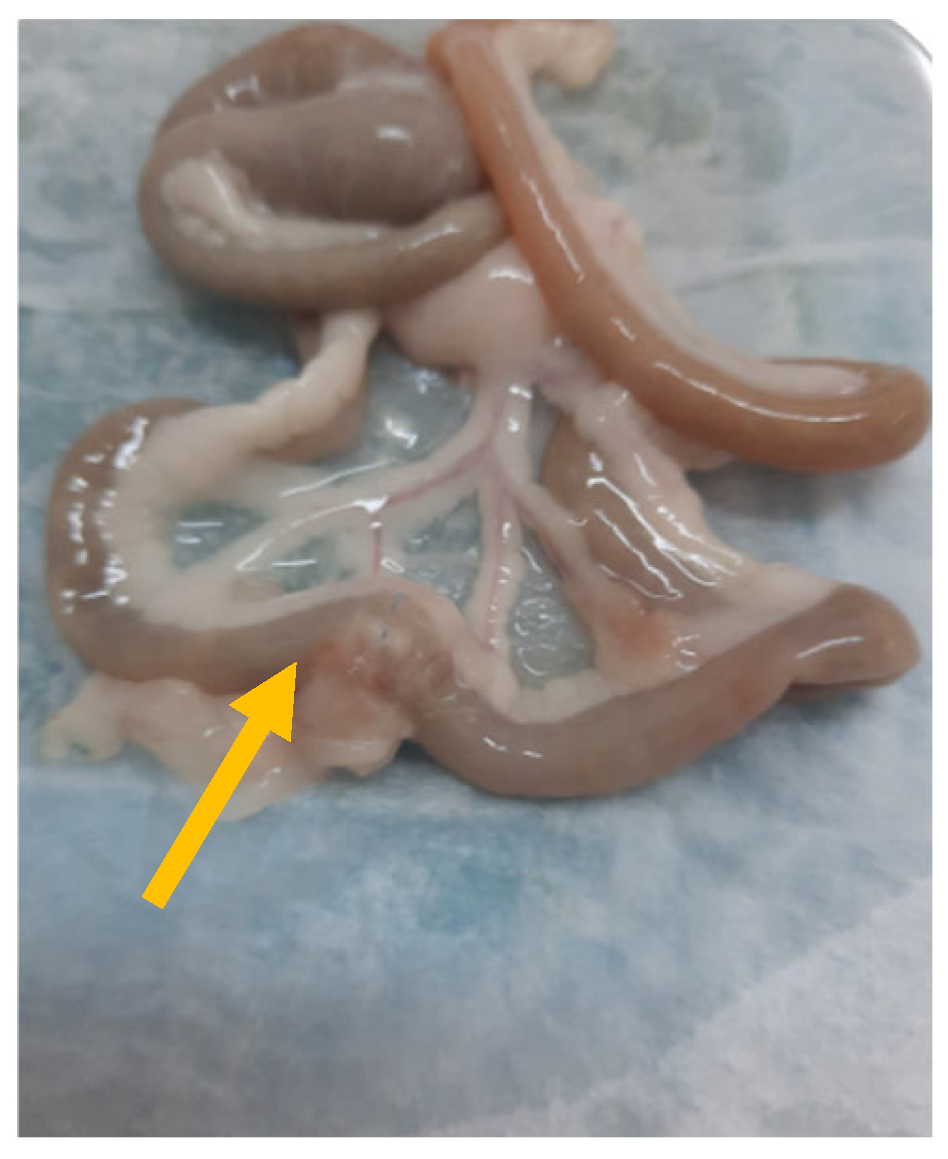 Biomedicines 13 01079 g001