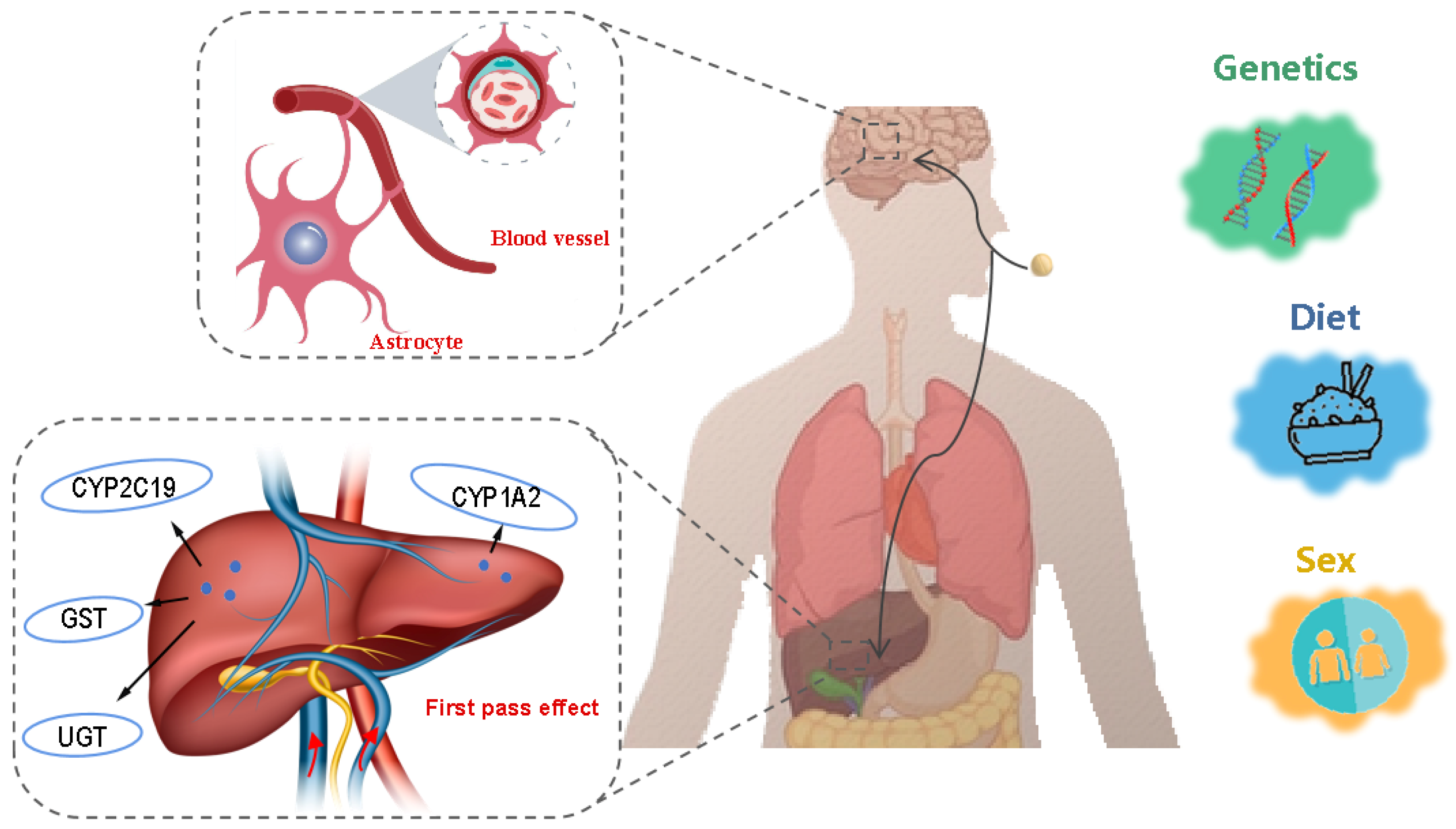 Biomedicines 13 01081 g004