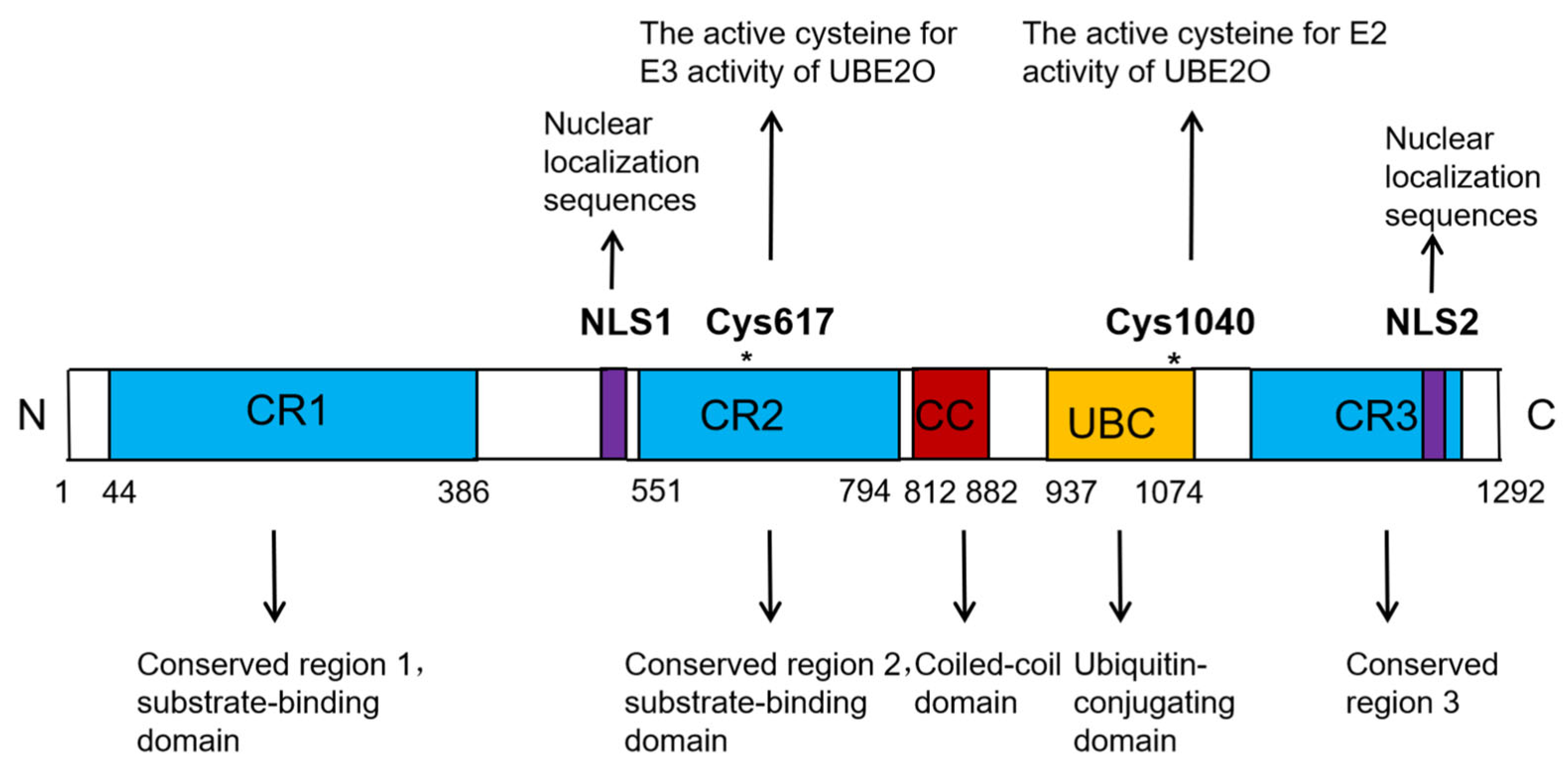 Biomedicines 13 01082 g001