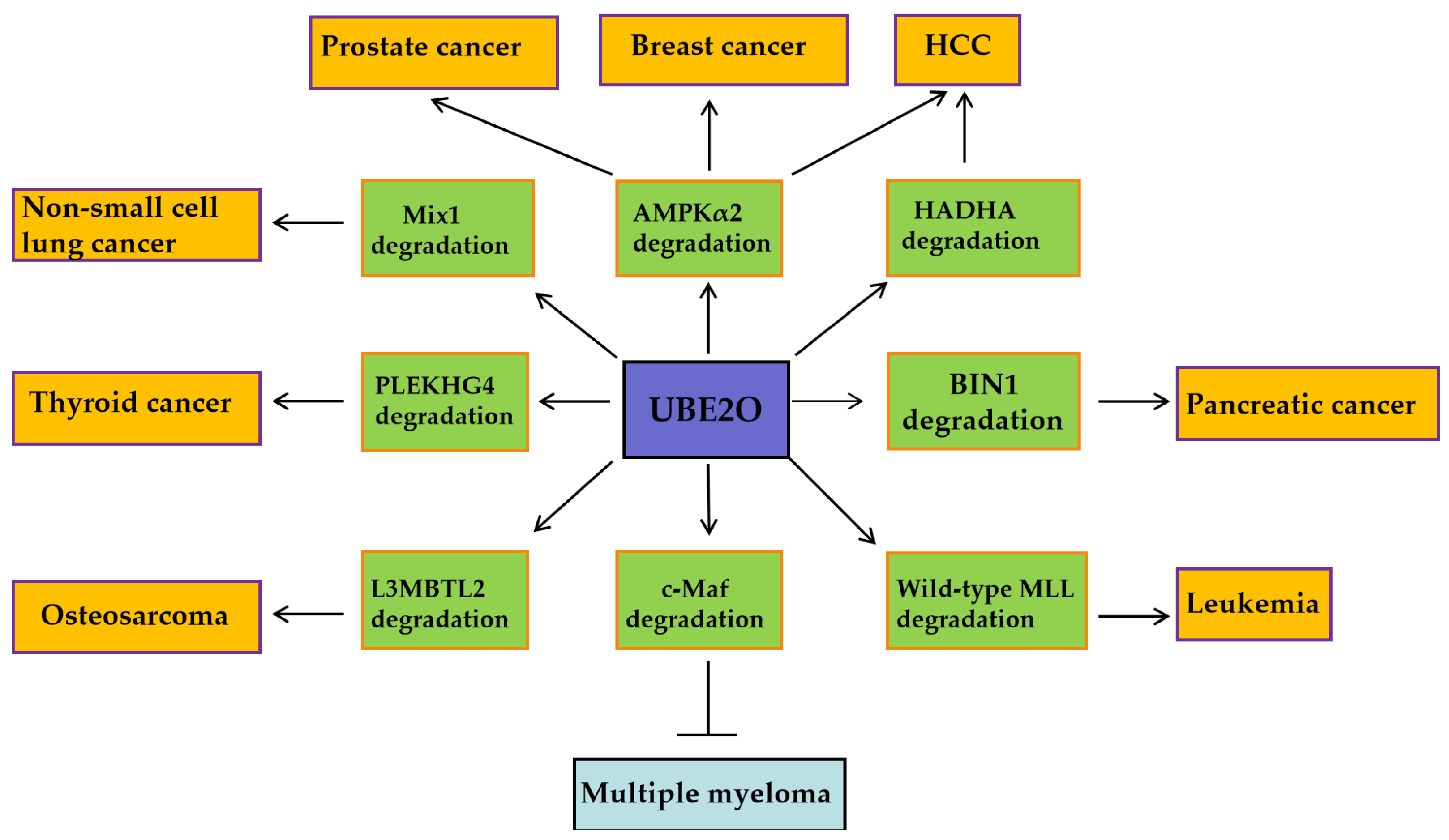 Biomedicines 13 01082 g002
