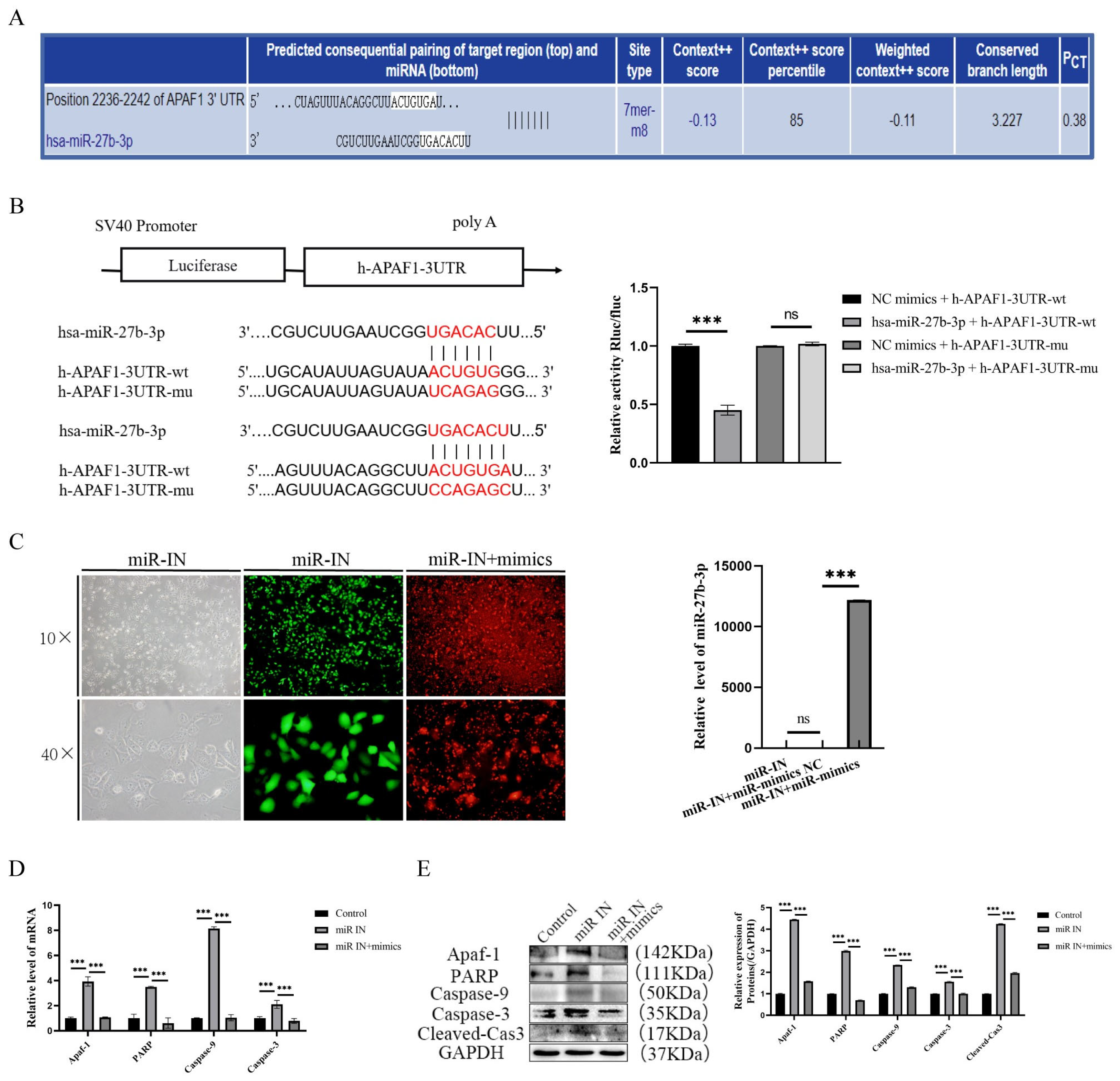Biomedicines 13 01092 g003