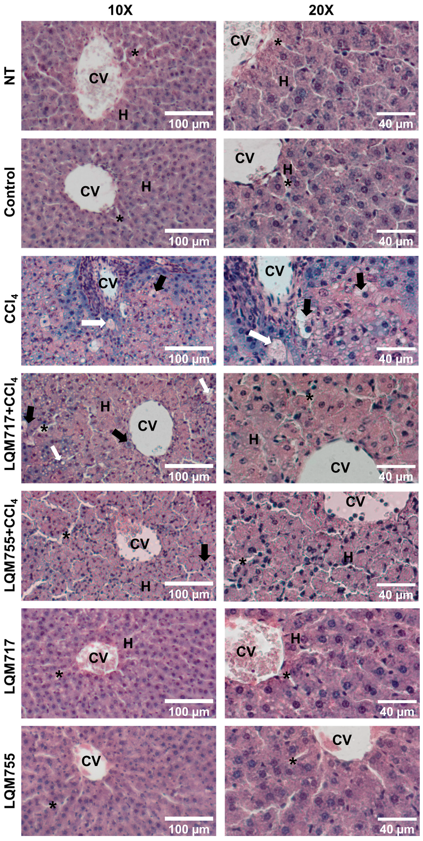 Biomedicines 13 01094 g010