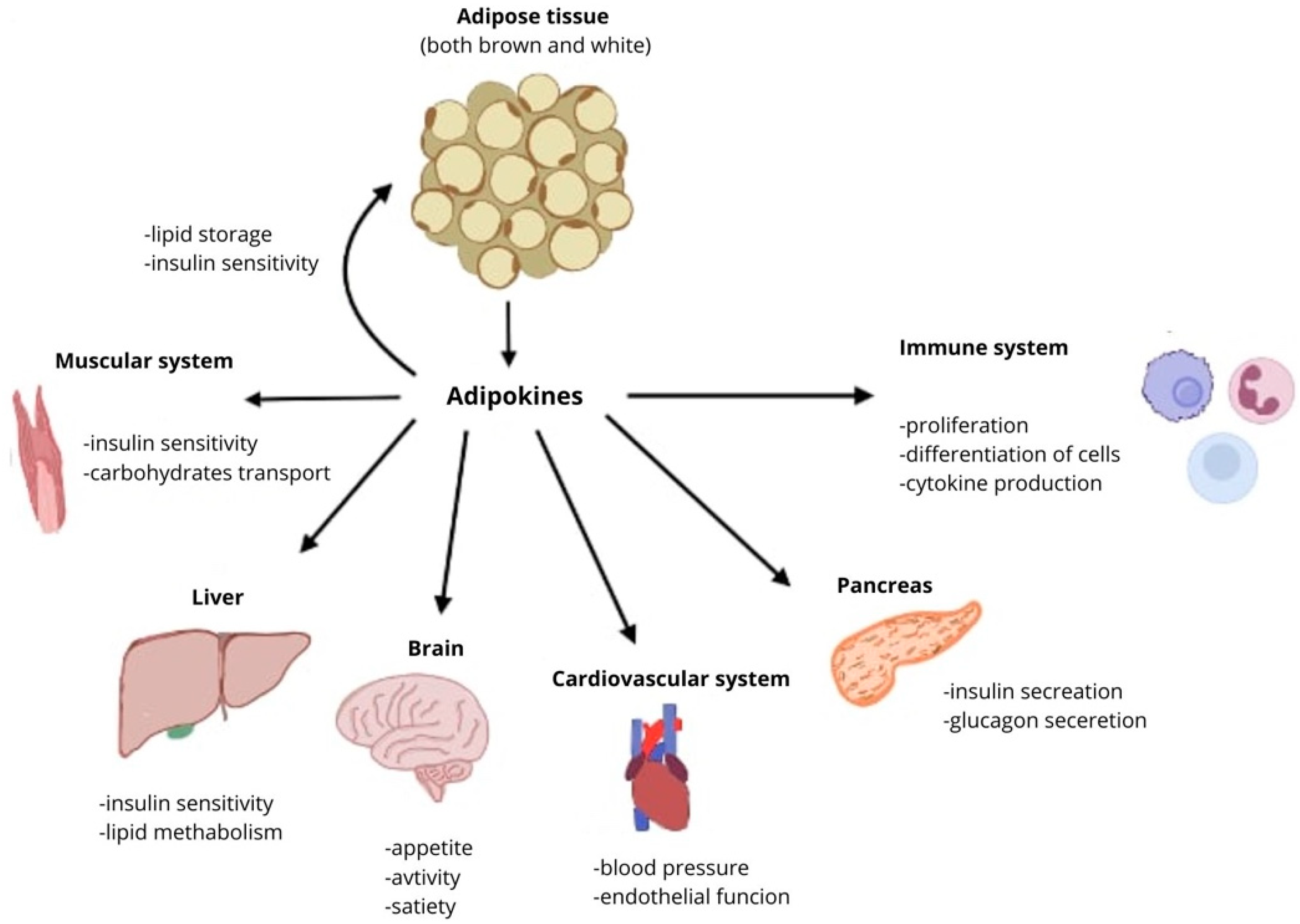 Adipokines and Adipose Tissue: The Role and Use of Sodium