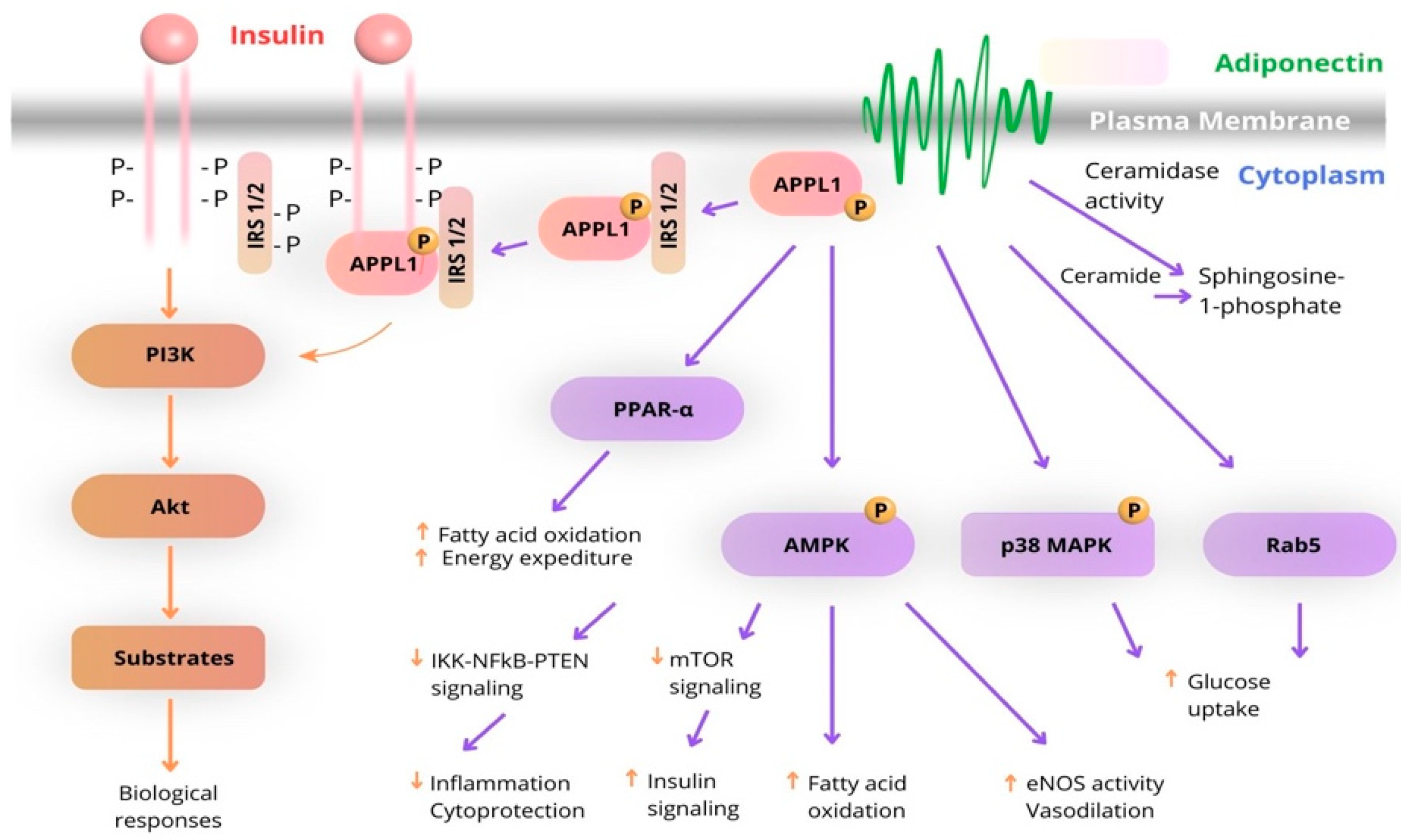 Biomedicines 13 01098 g003 Biomedicines 13 01098 g003