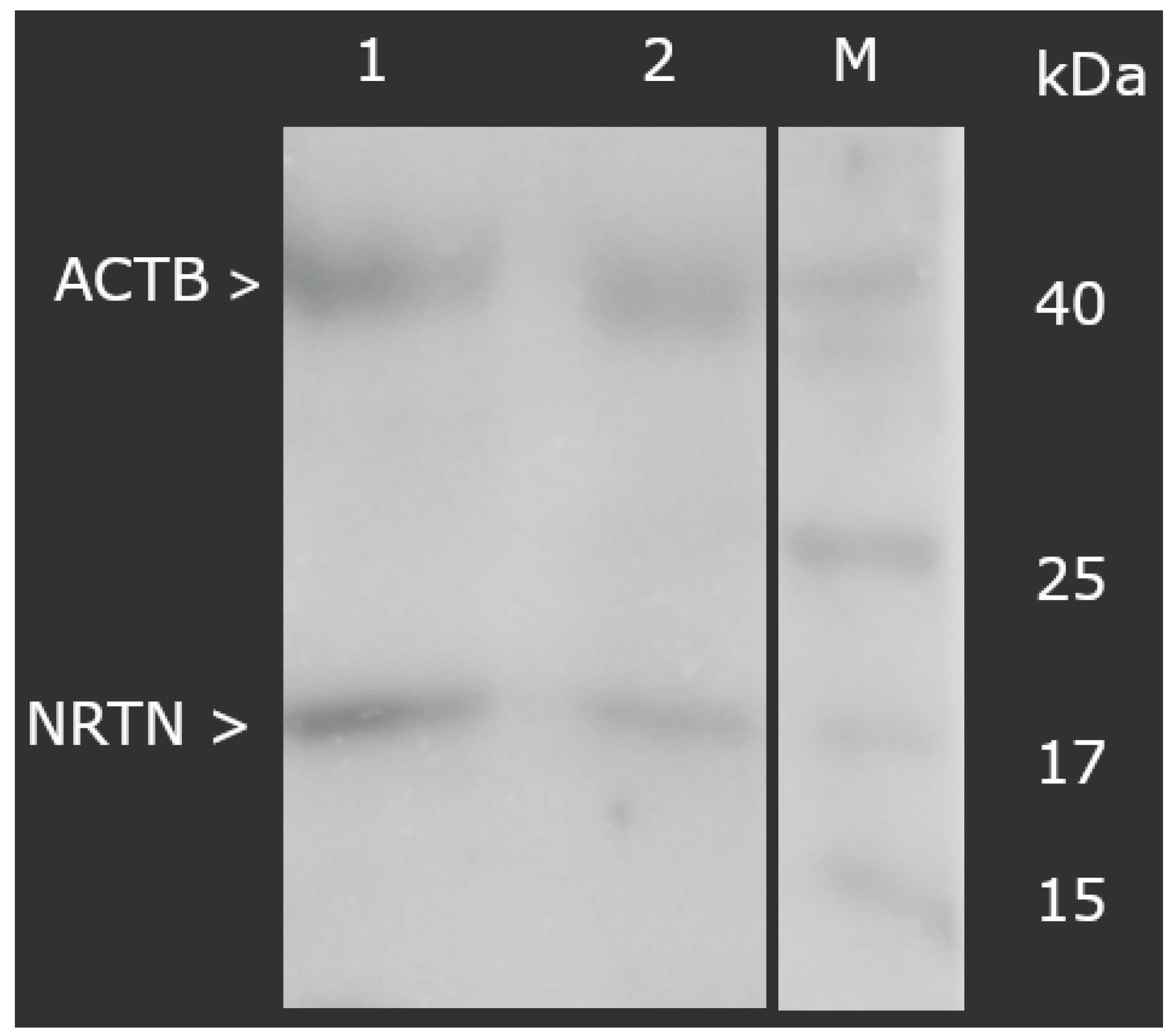 Biomedicines 13 01102 g001