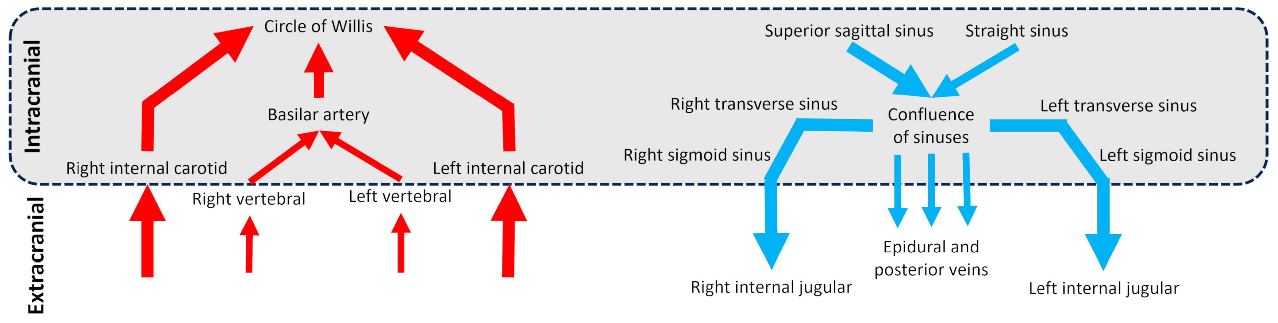 Biomedicines 13 01106 g001 Biomedicines 13 01106 g001