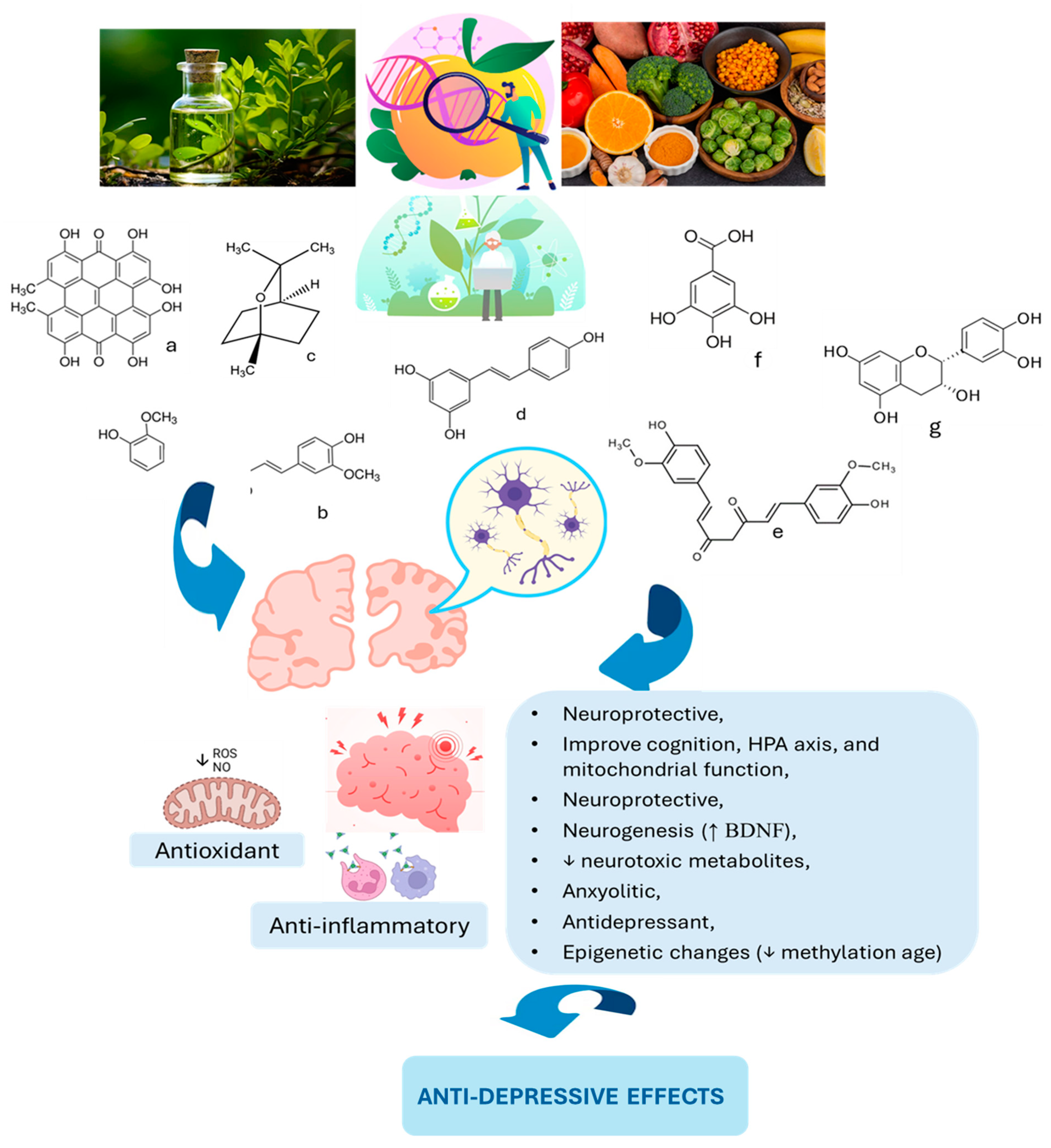 Neuroinflammation and Natural Antidepressants: Balancing