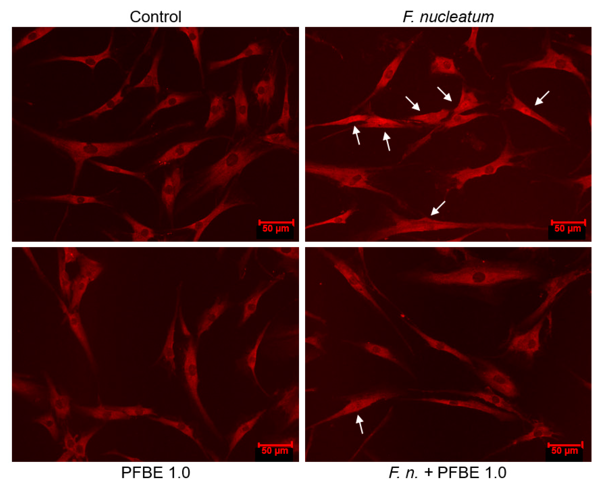 Biomedicines 13 01134 g004