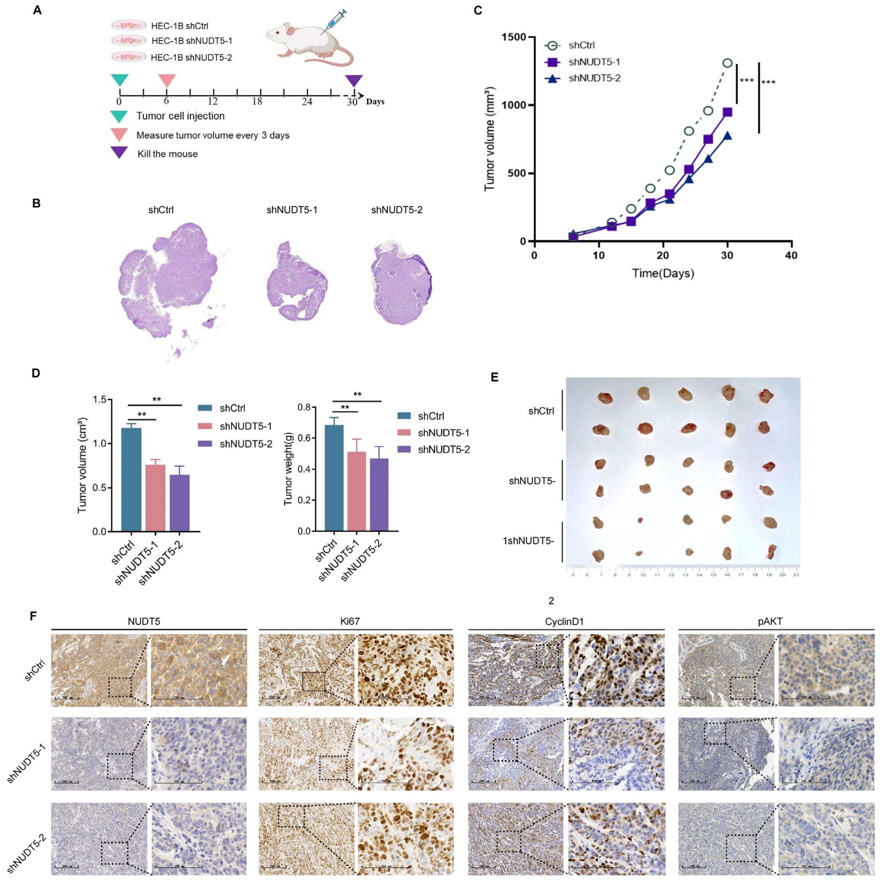 Biomedicines 13 01136 g004